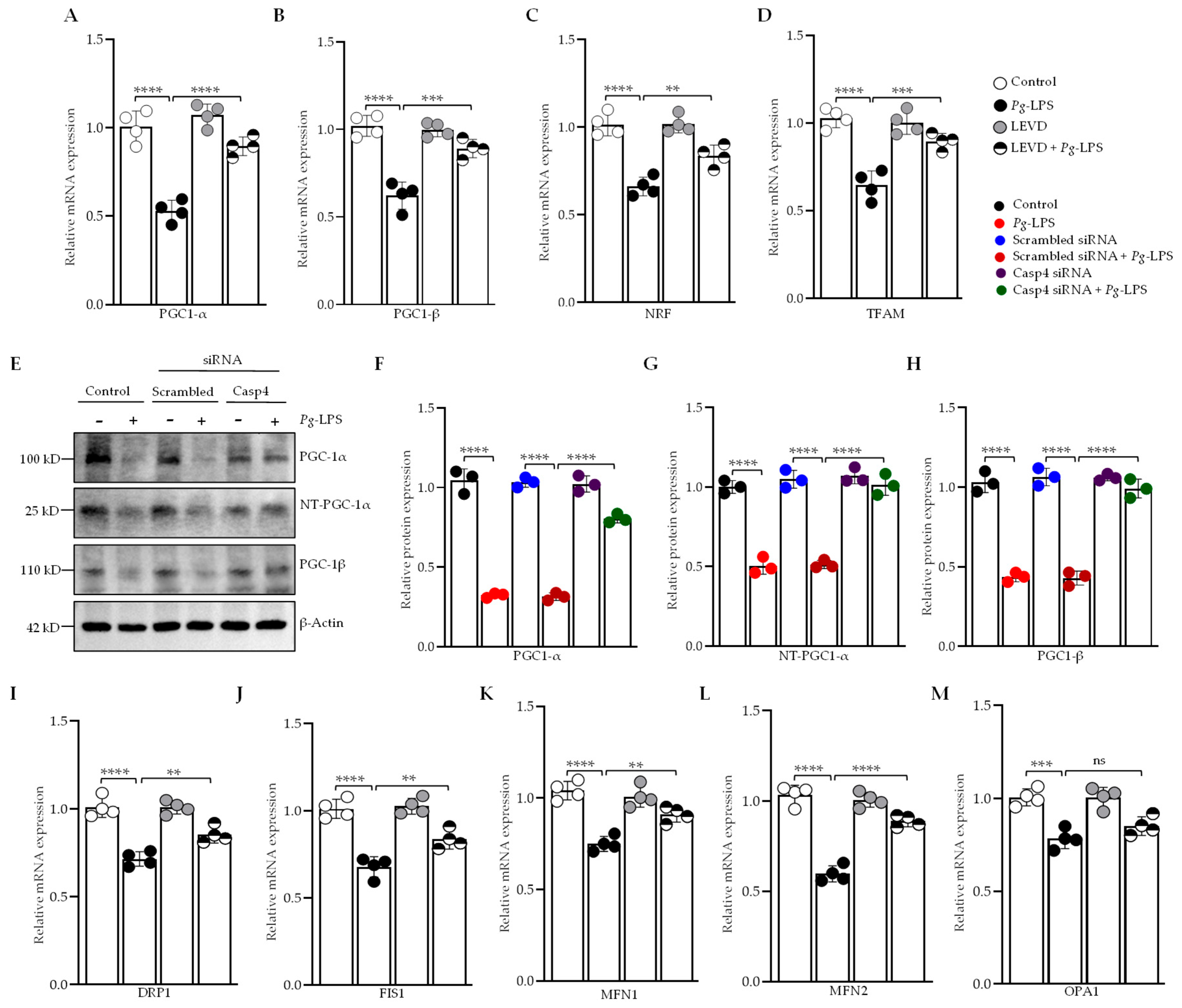 Cells 14 00804 g005 Cells 14 00804 g005