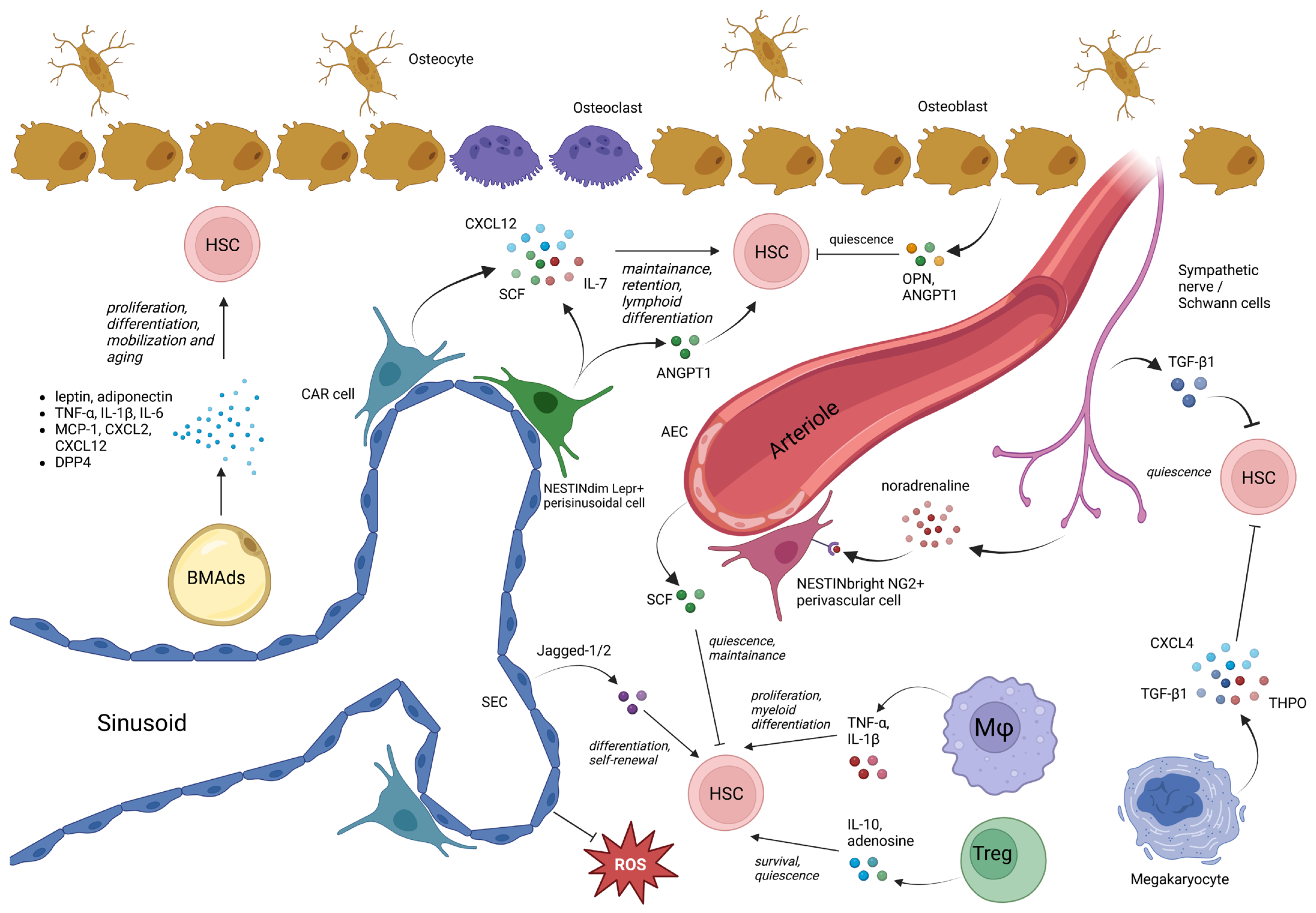 Cells 14 00814 g001 Cells 14 00814 g001