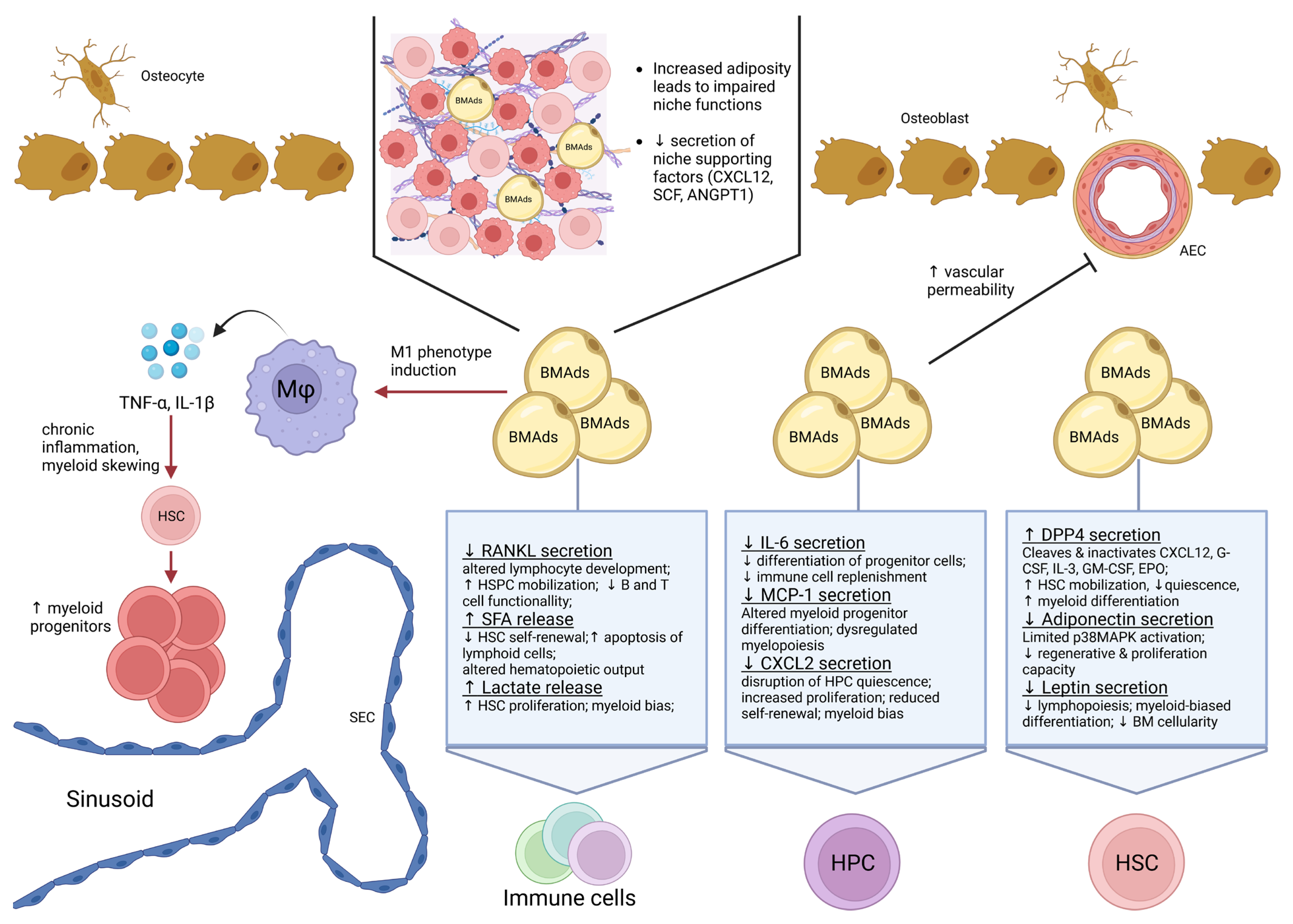 Cells 14 00814 g002 Cells 14 00814 g002