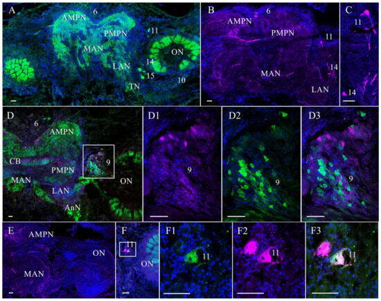 ライブ写真「5」 Air-Exposure- and Reoxygenation-Stimulated Expressions of Caspase