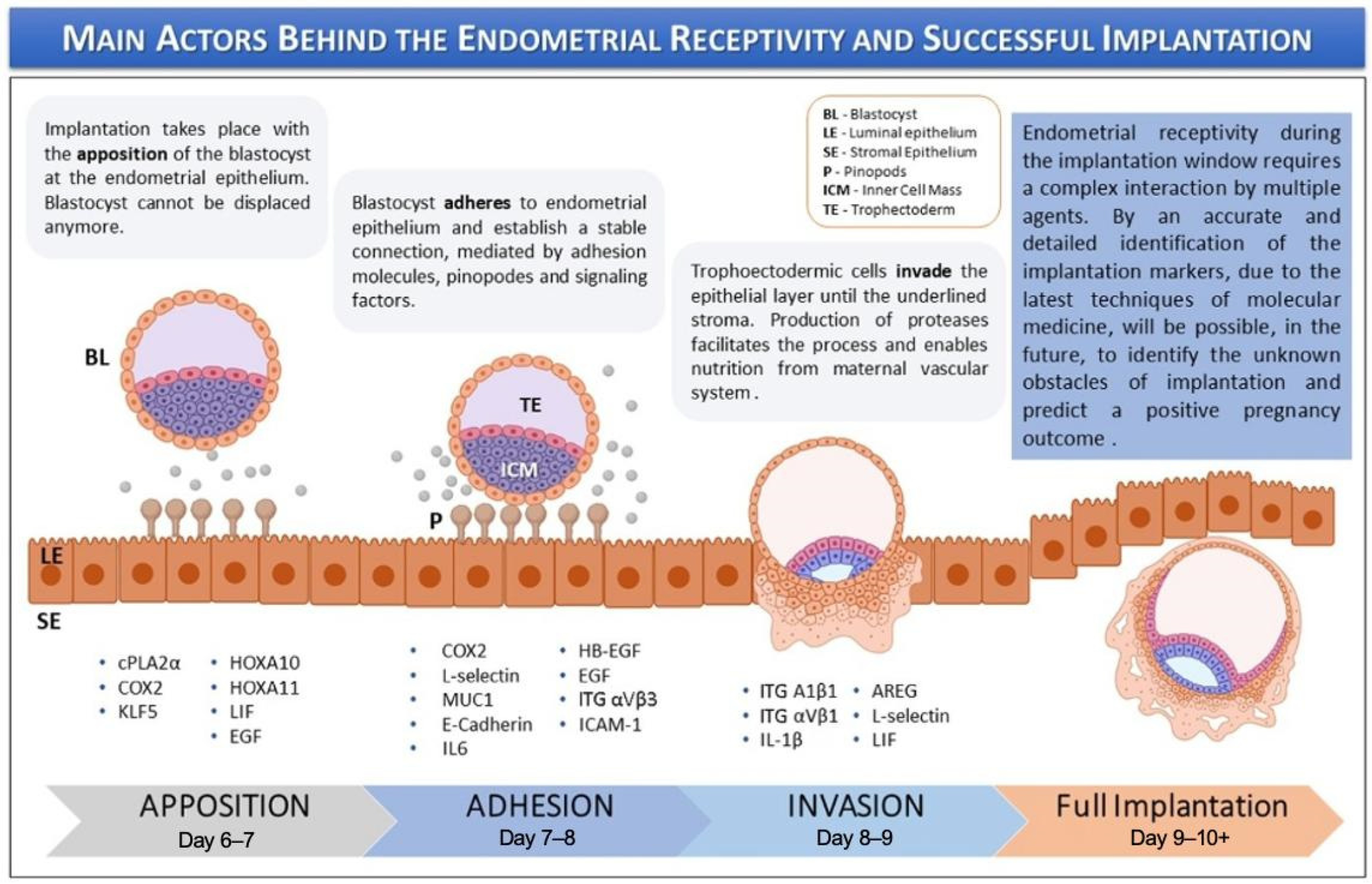 Cells 14 00829 g001 Cells 14 00829 g001