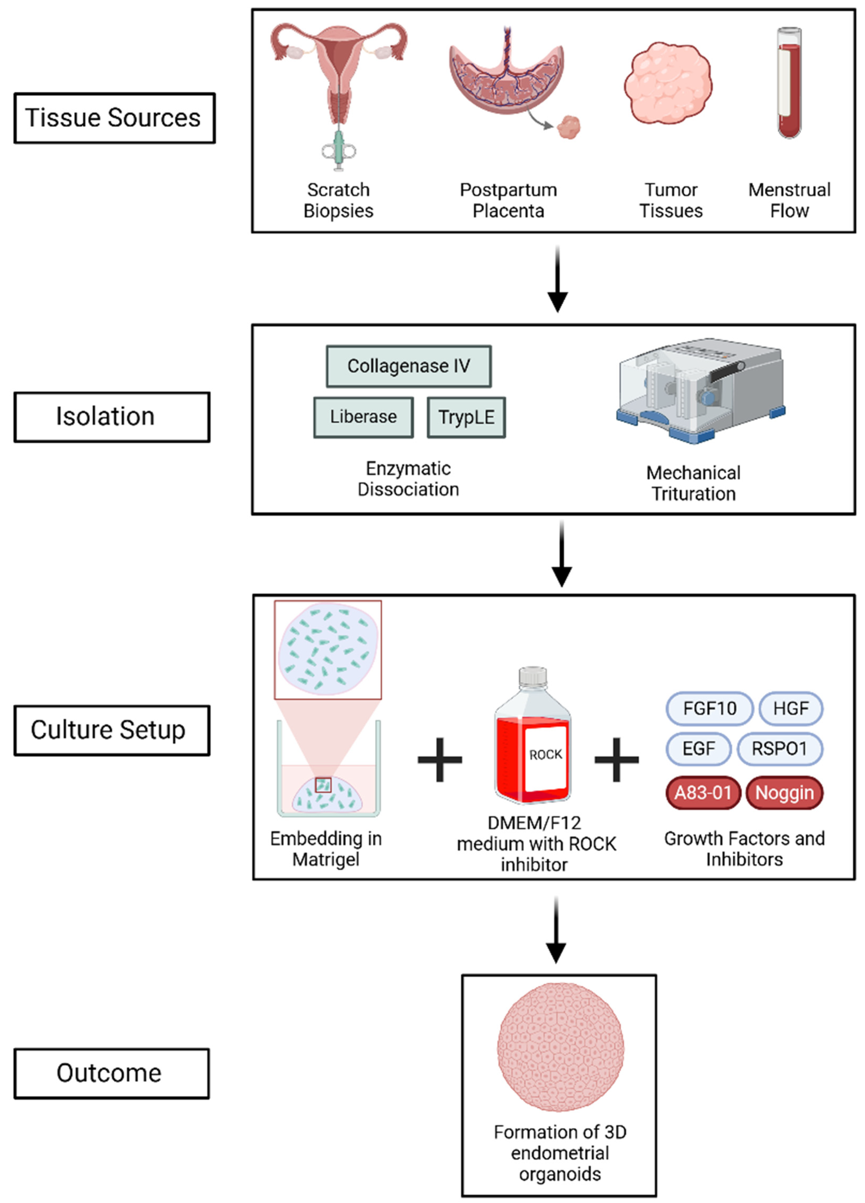 Cells 14 00829 g002 Cells 14 00829 g002