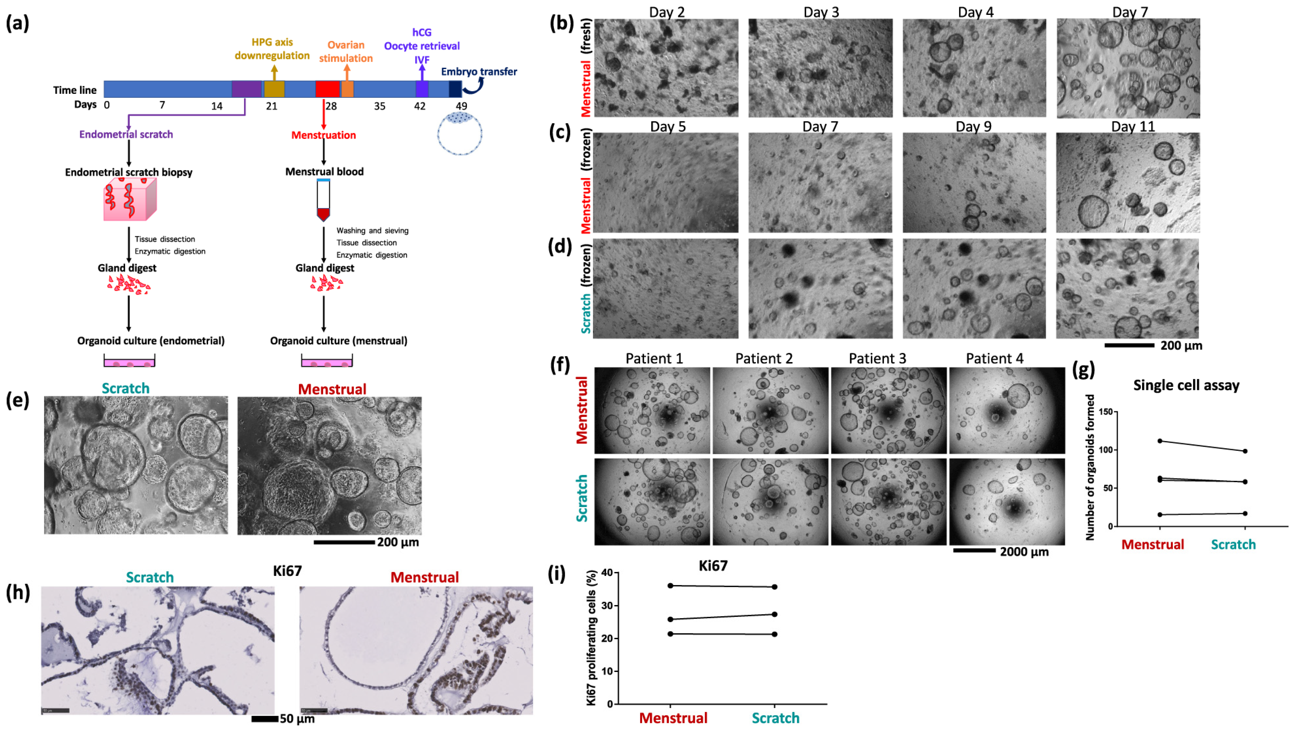 Cells 14 00829 g003 Cells 14 00829 g003