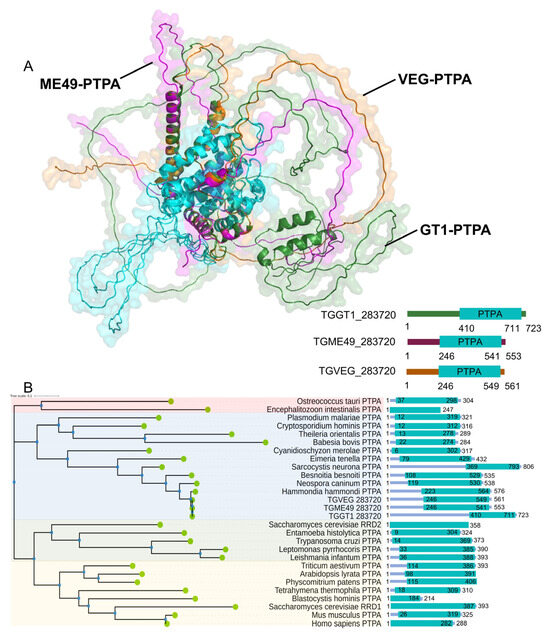 PTPA Governs Stress-Responsive Differentiation and Metabolic