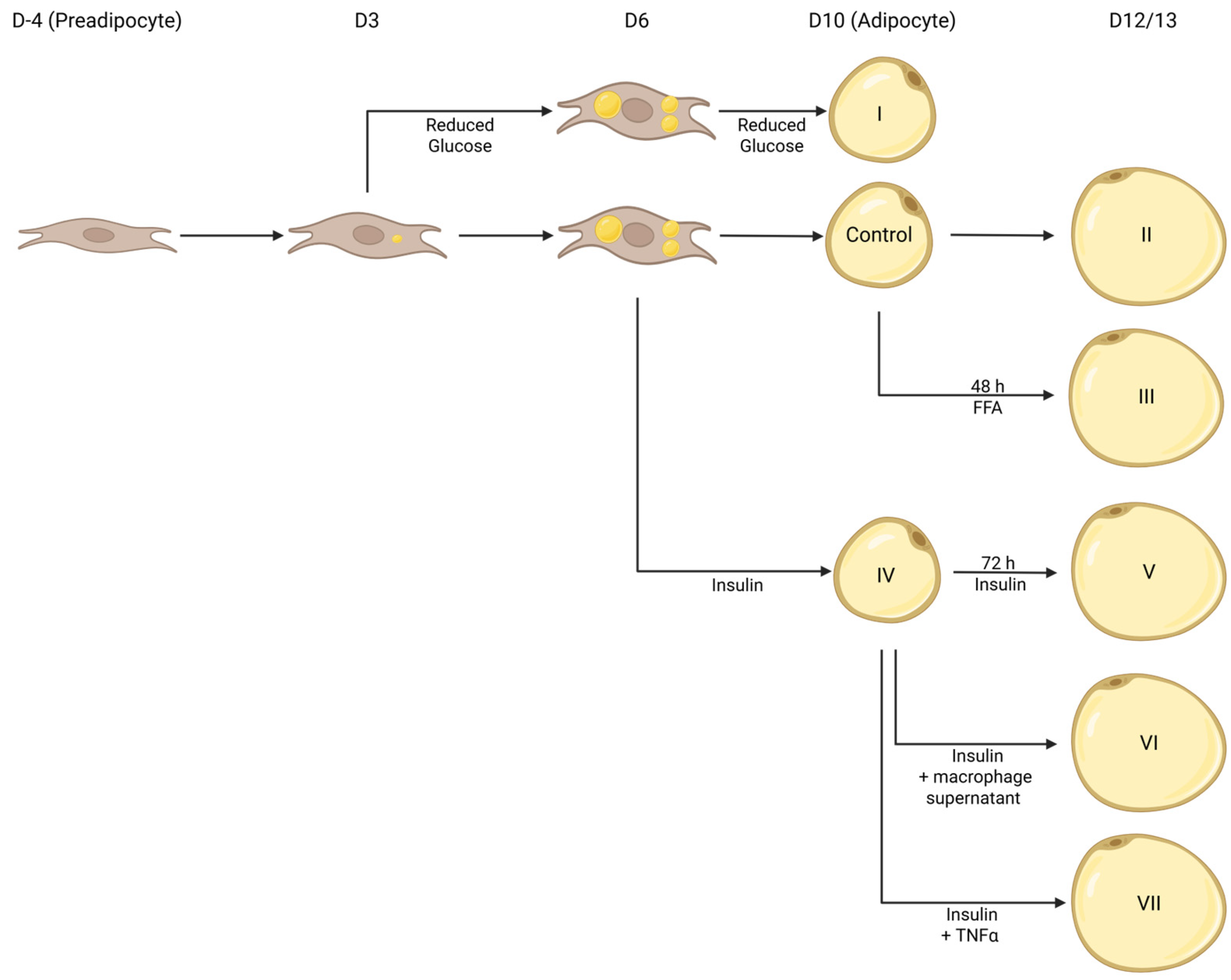 Cells 14 00837 g001 Cells 14 00837 g001