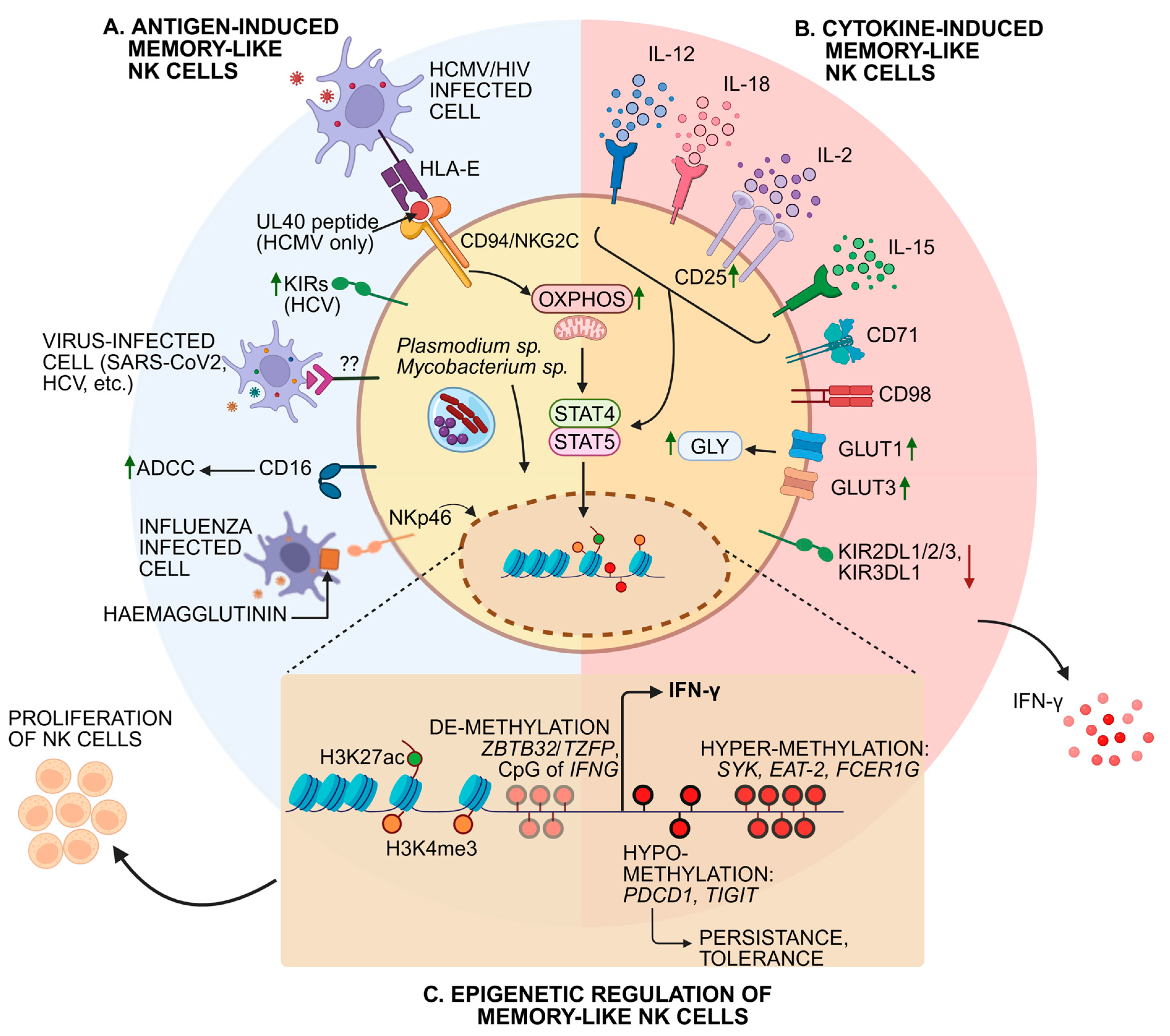洋書 Immunochemical Methods in Cell and Power of Memory: A Natural Killer Cell Perspective