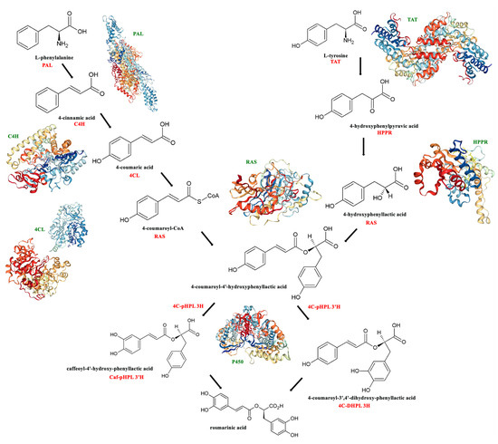 Rosmarinic Acid as Bioactive Compound: Molecular and