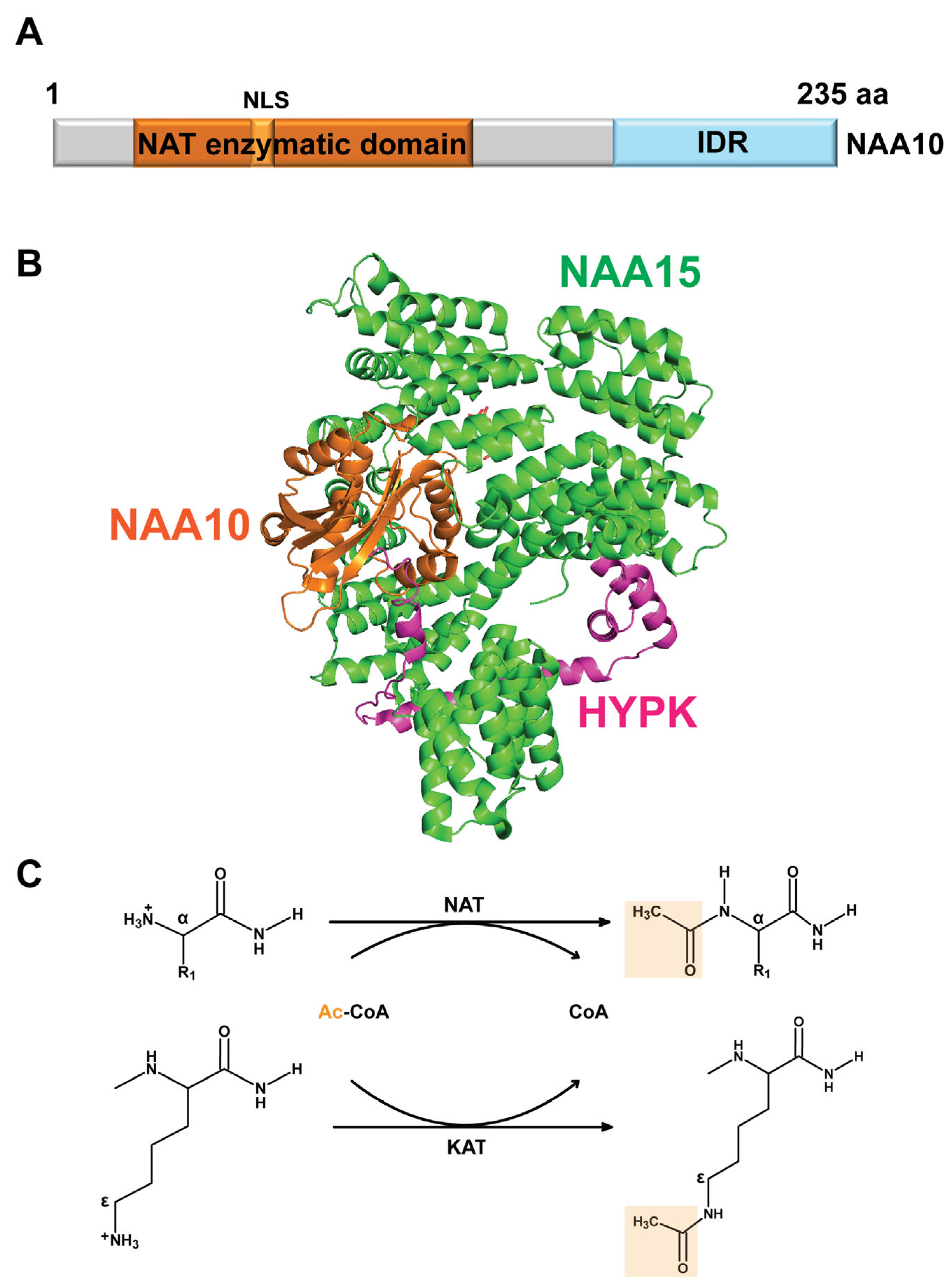 Cells 14 00863 g001 Cells 14 00863 g001