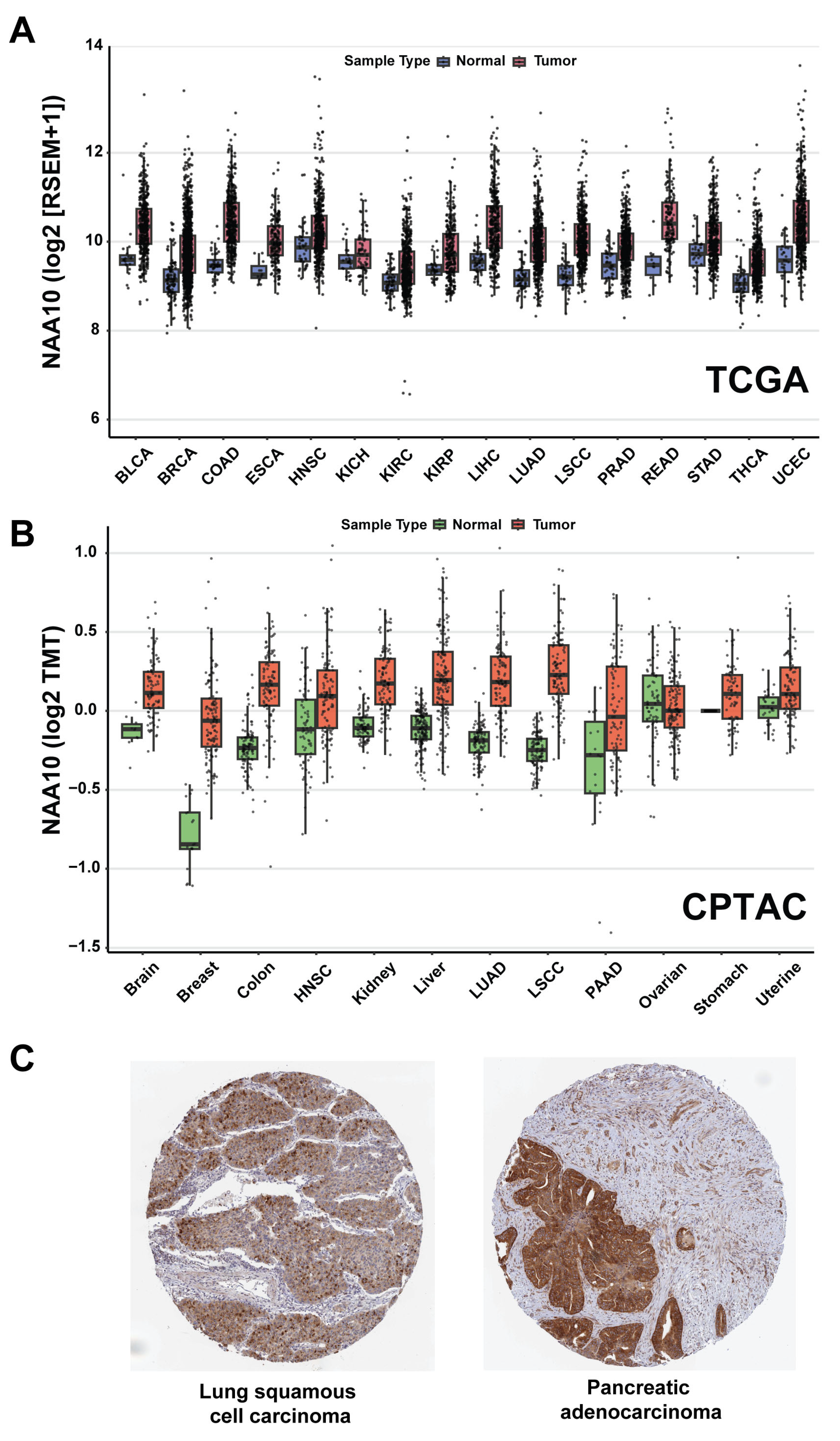 Cells 14 00863 g002 Cells 14 00863 g002