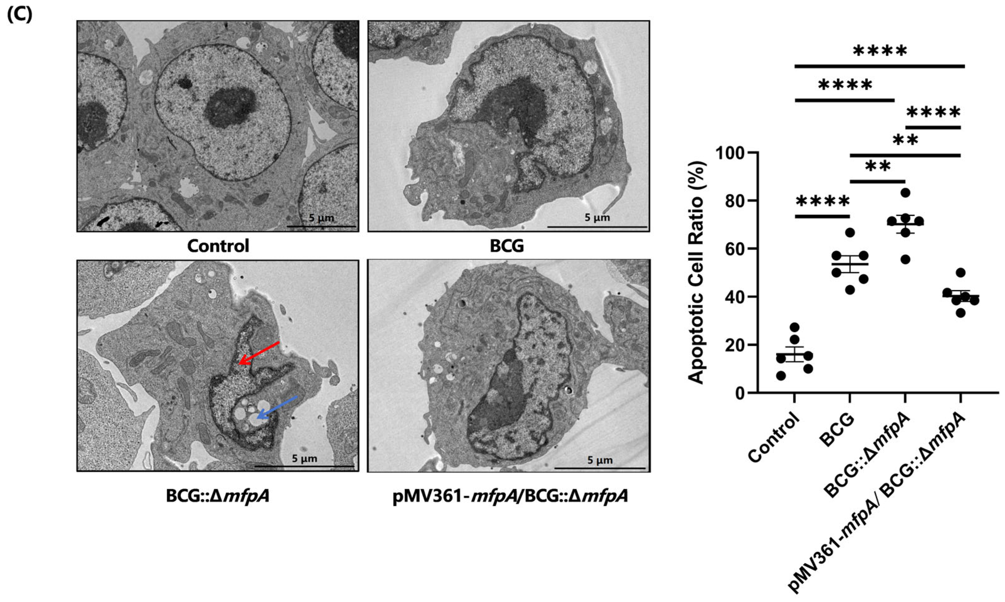 Cells 14 00867 g003b