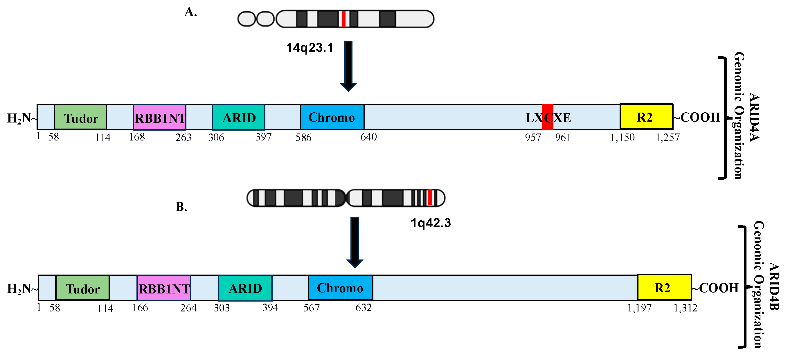 Cells 14 00872 g001 Cells 14 00872 g001