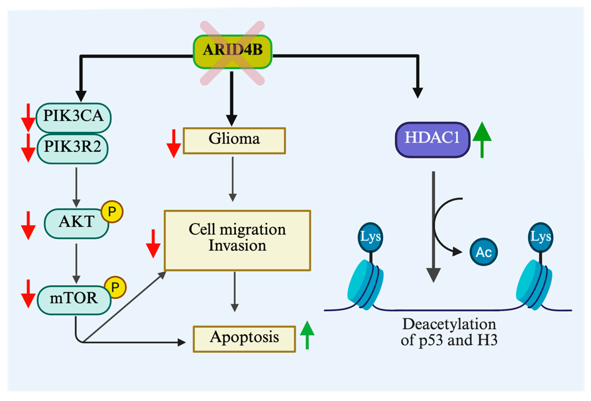 Cells 14 00872 g005 Cells 14 00872 g005