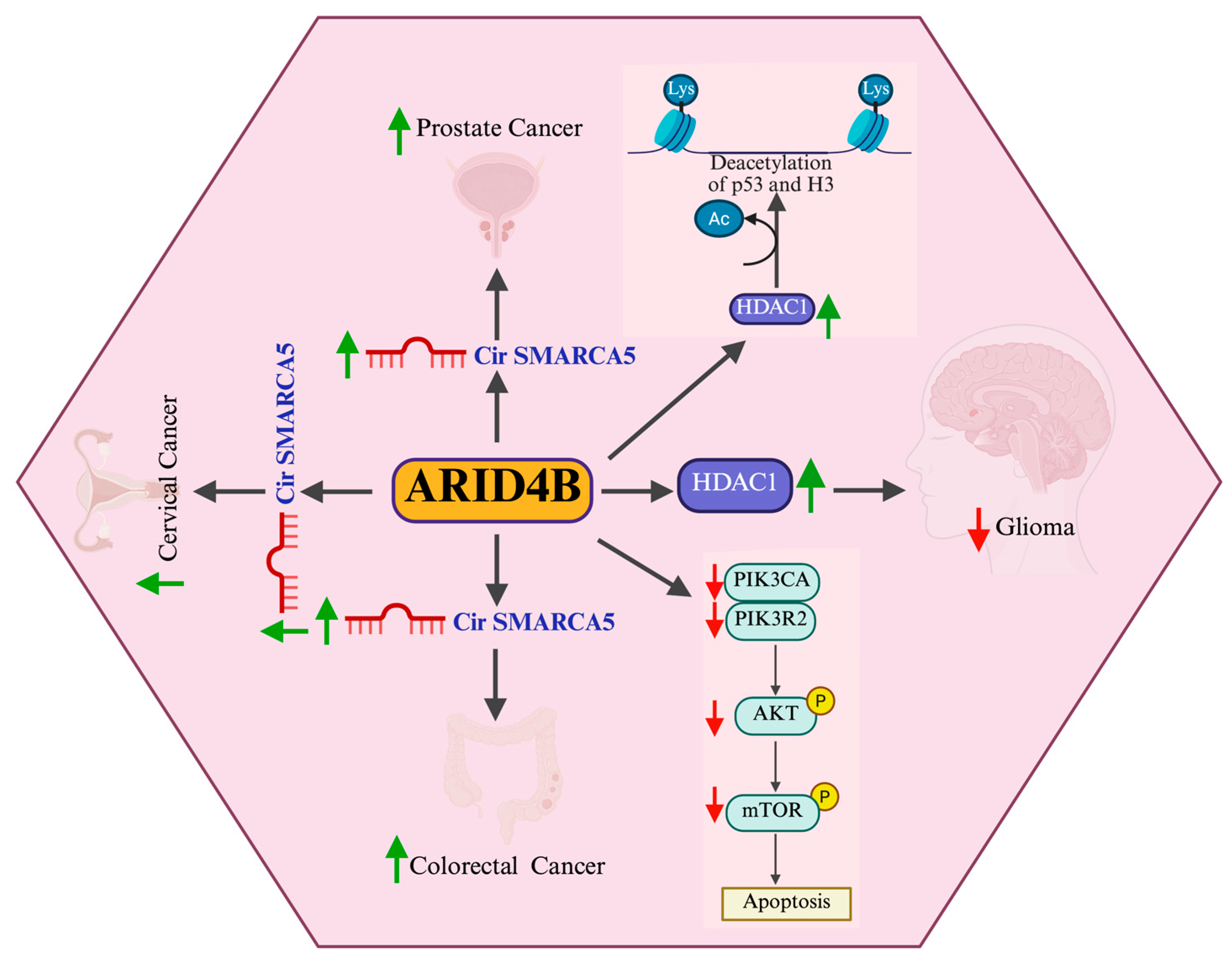 Cells 14 00872 g007 Cells 14 00872 g007
