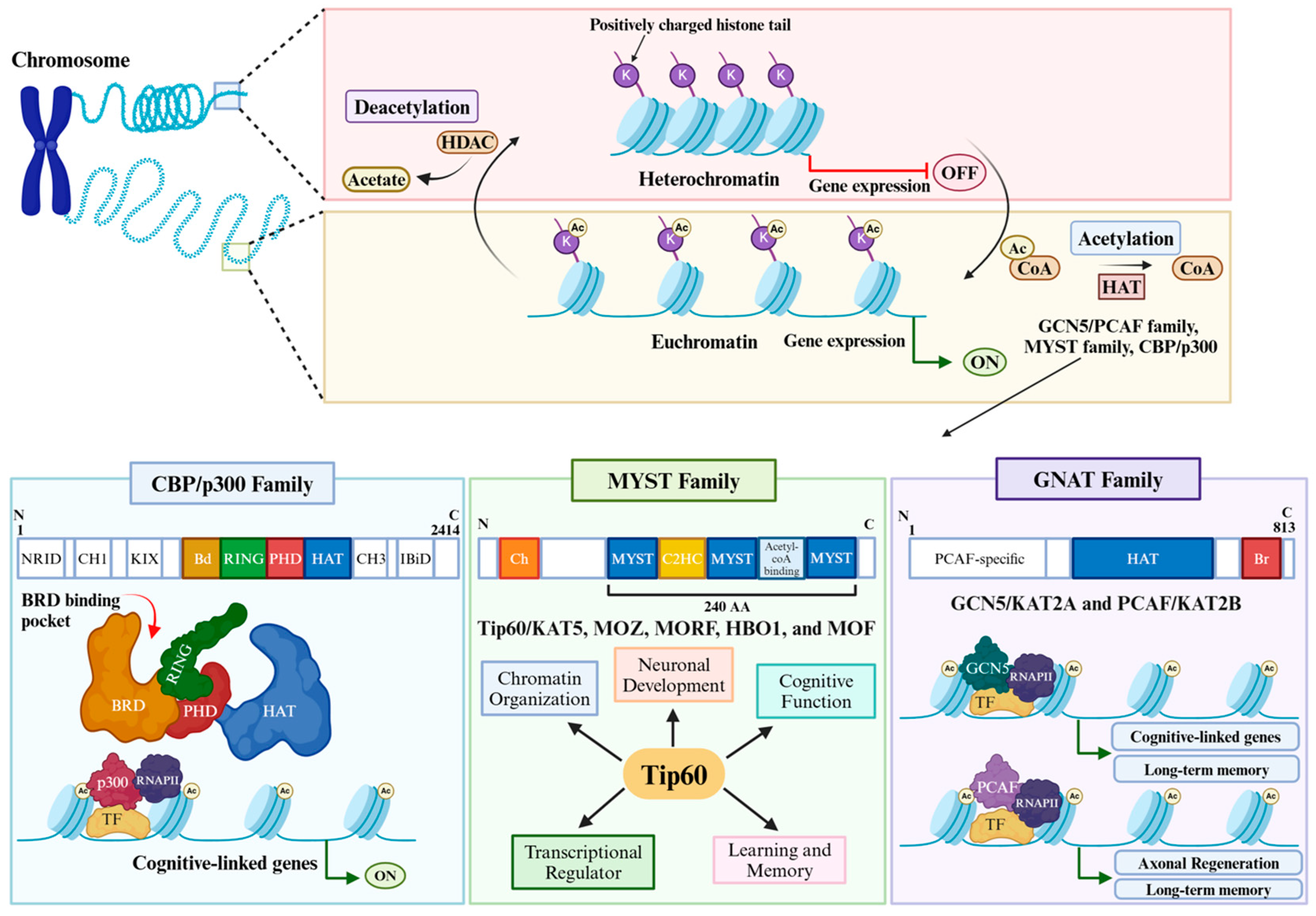 Cells 14 00873 g001 Cells 14 00873 g001
