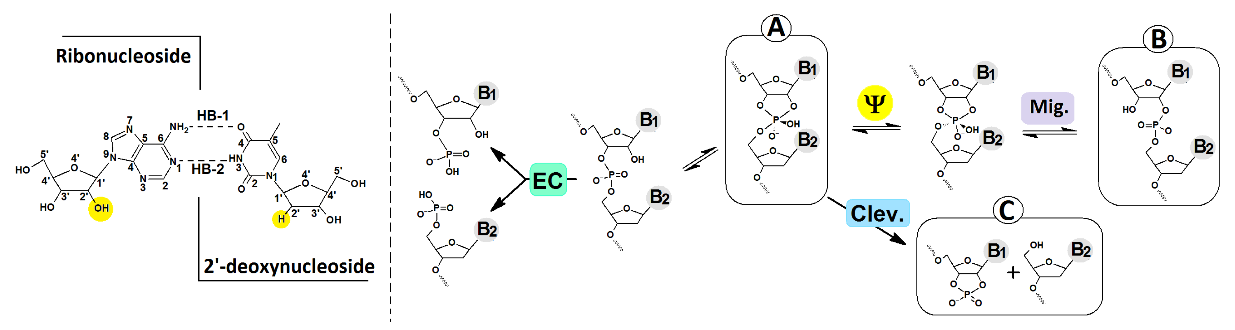 Cells 14 00881 g004 Cells 14 00881 g004