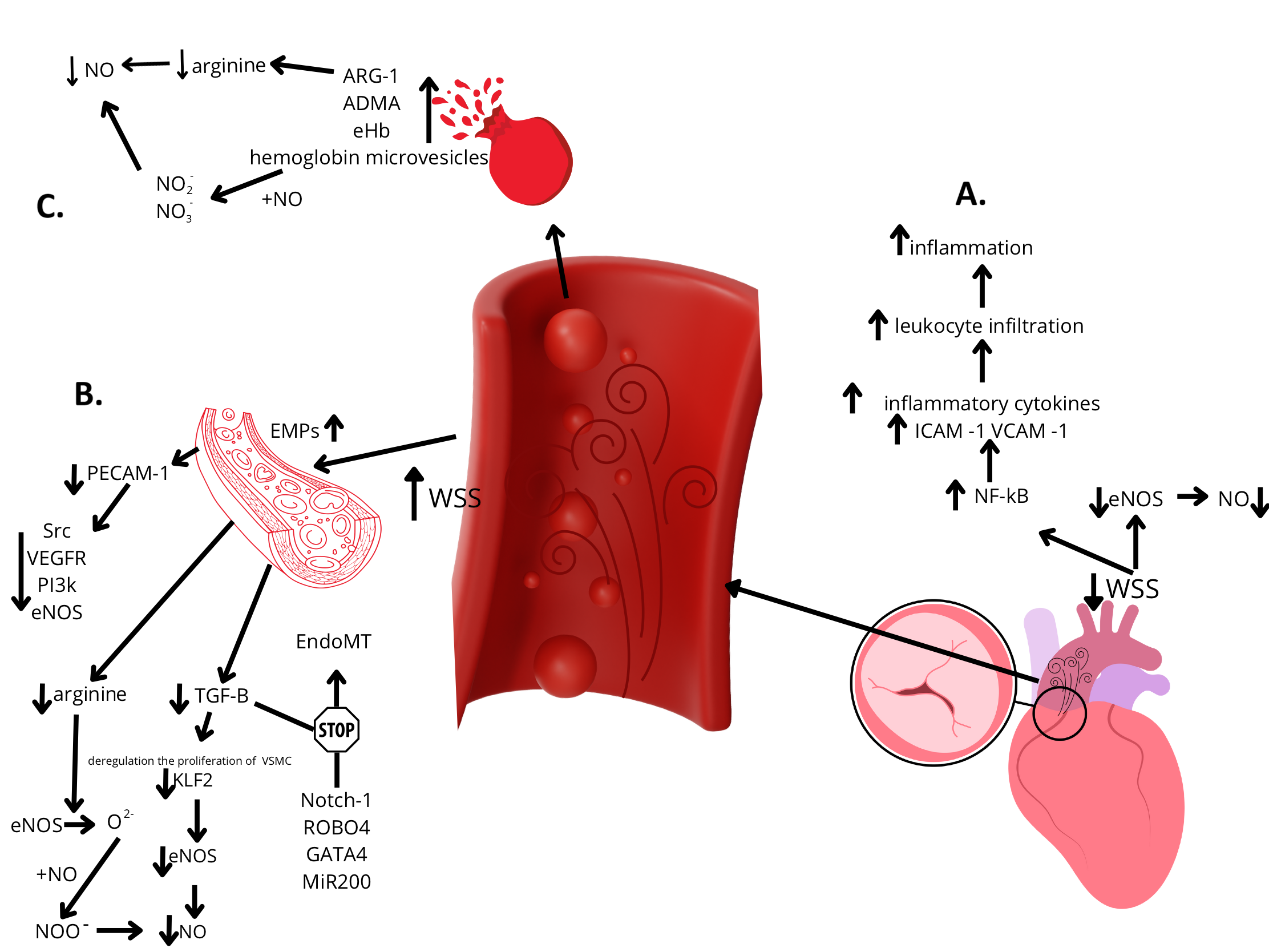 Cells 14 00885 g002 Cells 14 00885 g002