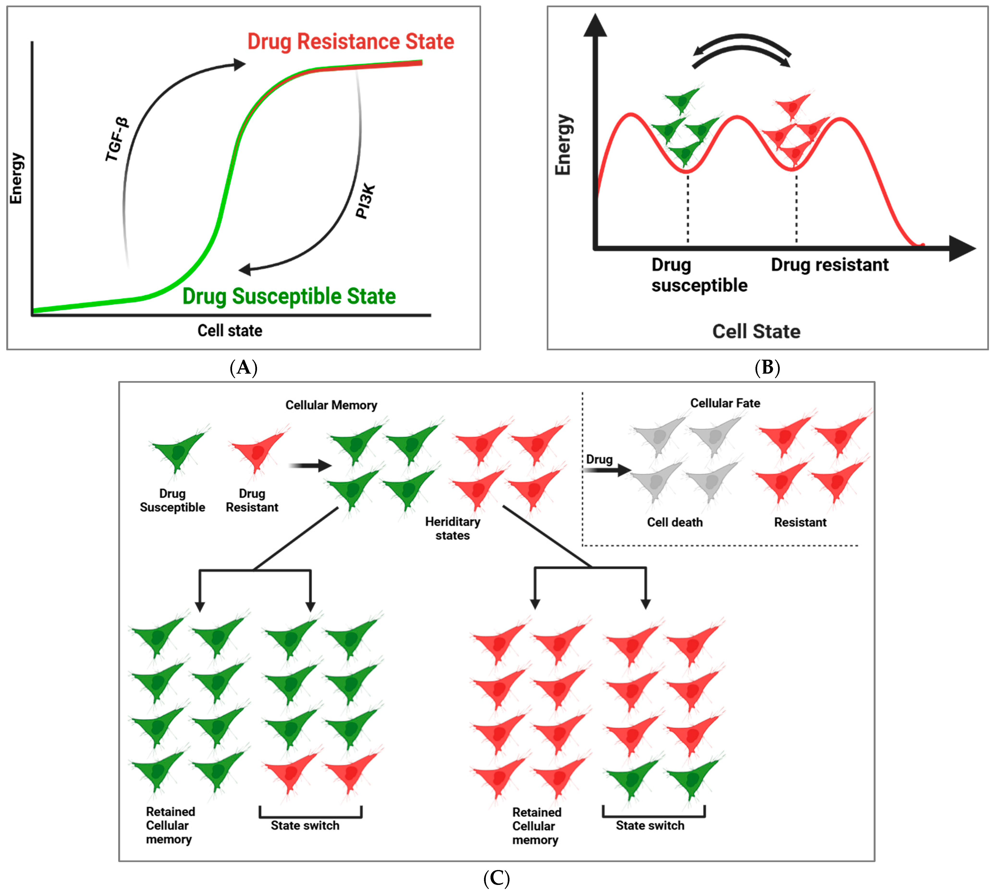 Cells 14 00903 g002 Cells 14 00903 g002
