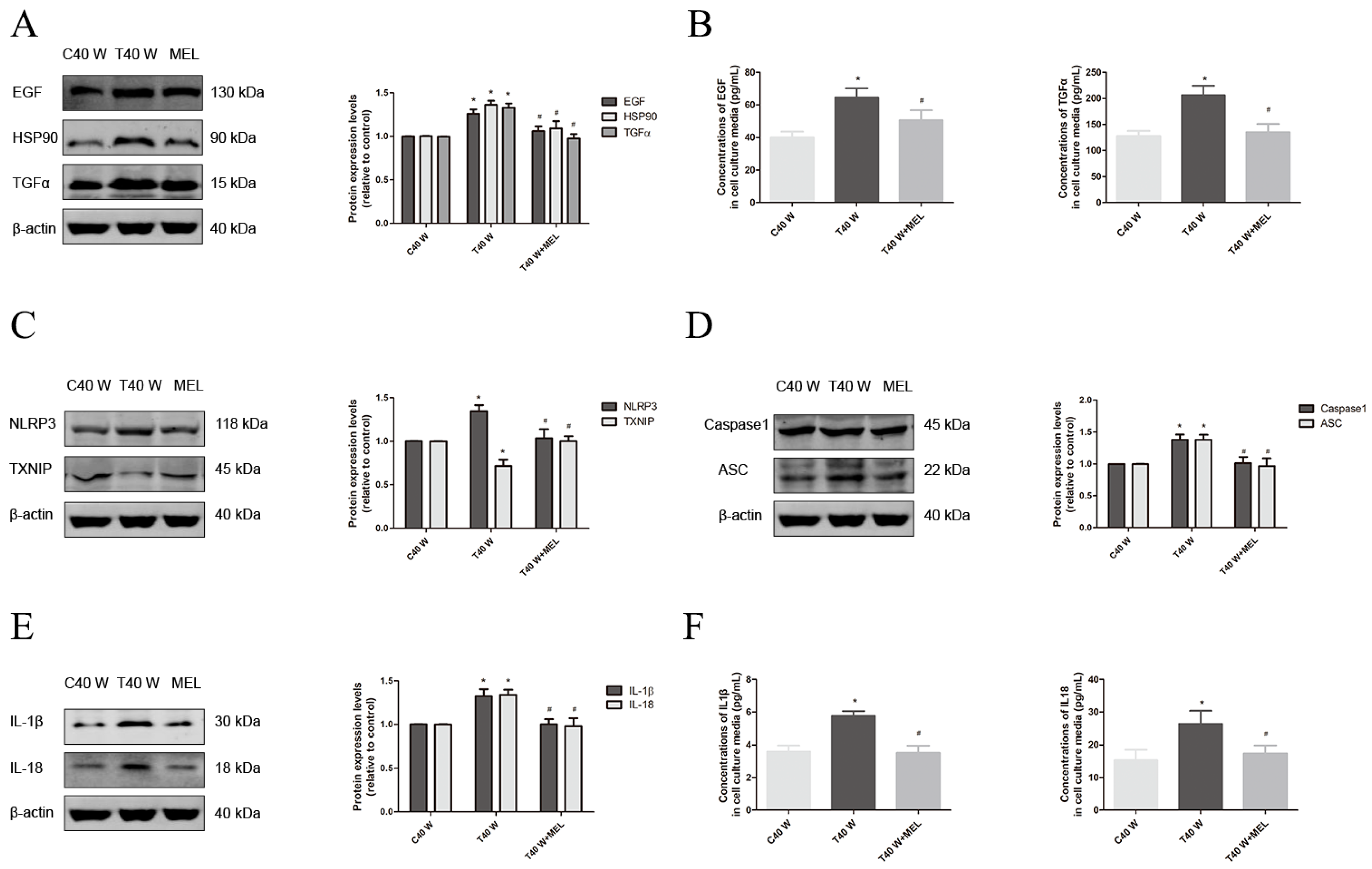 Cells 14 00912 g004a