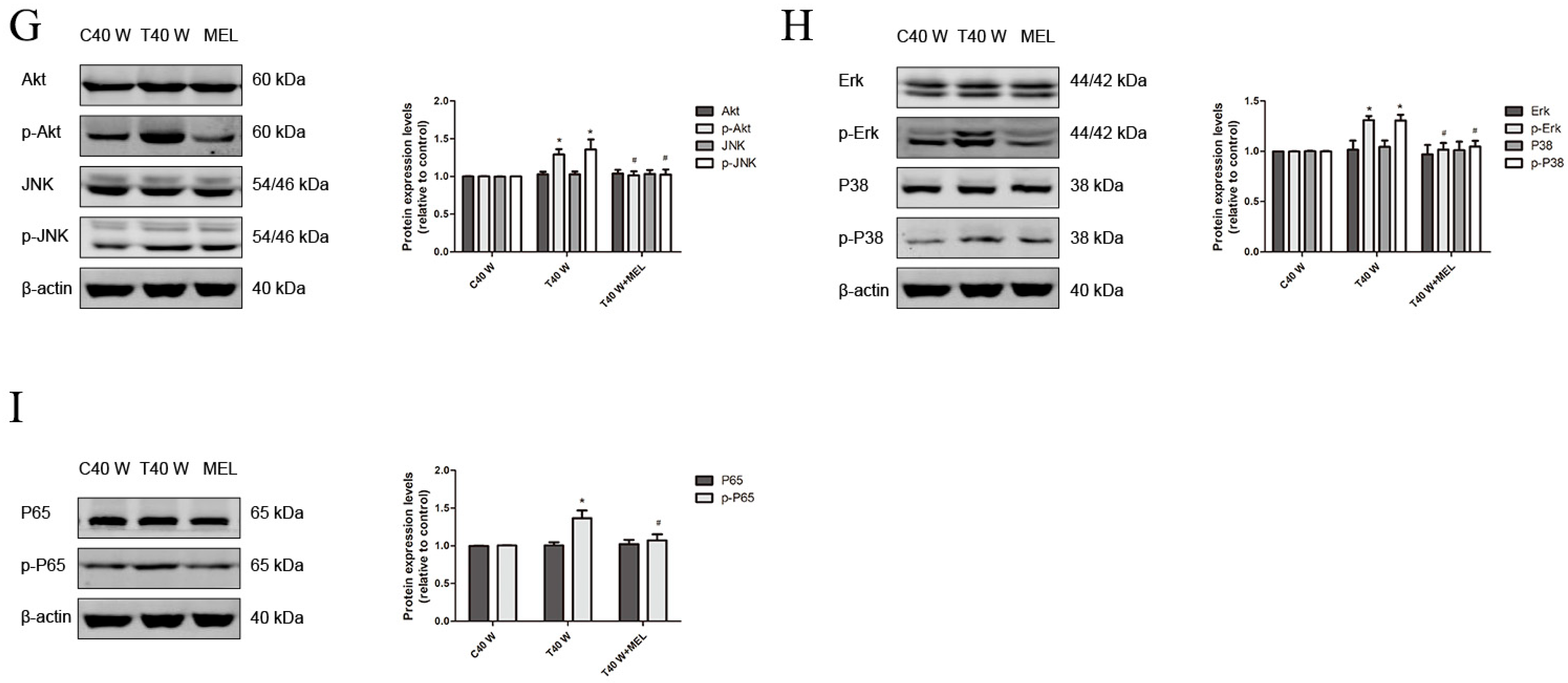 Cells 14 00912 g004b
