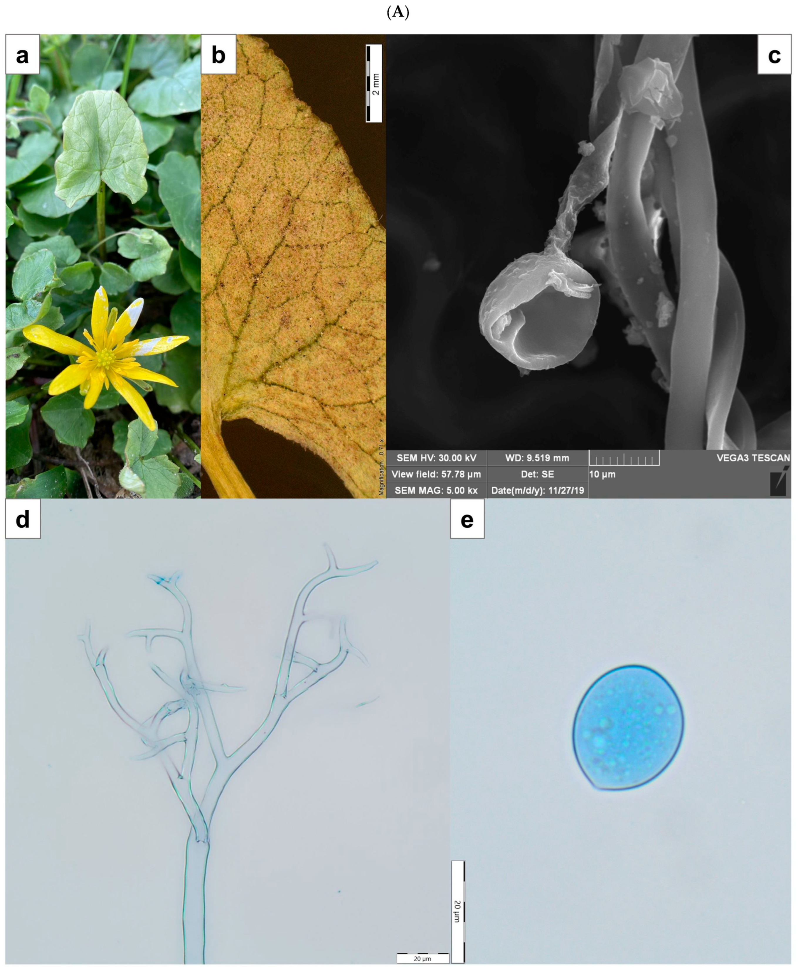 Cells 14 00914 g001a