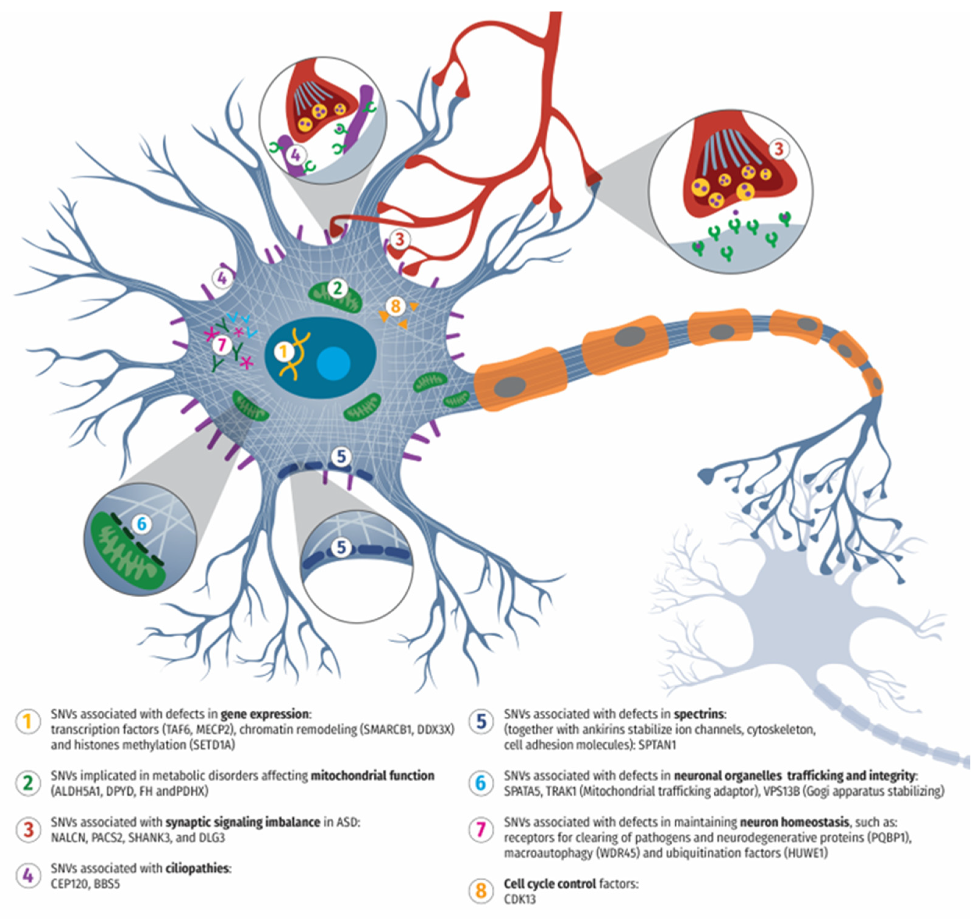 Exome Study of Single Nucleotide Variations in Patients with