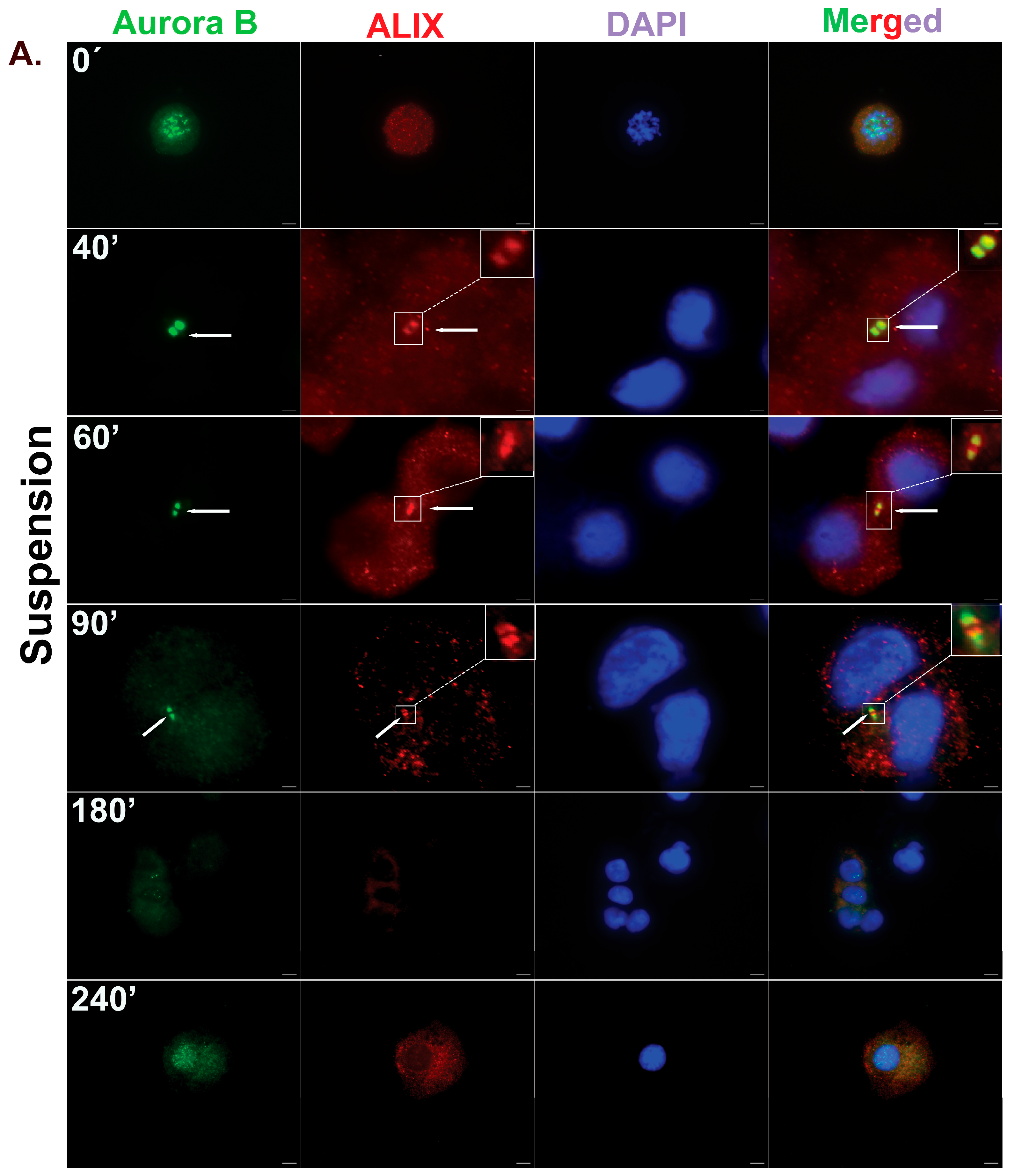 Cells 14 00932 g007a