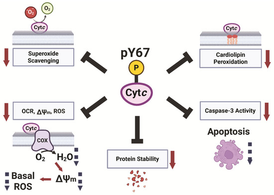 Tyrosine 67 Phosphorylation Controls Respiration and Limits