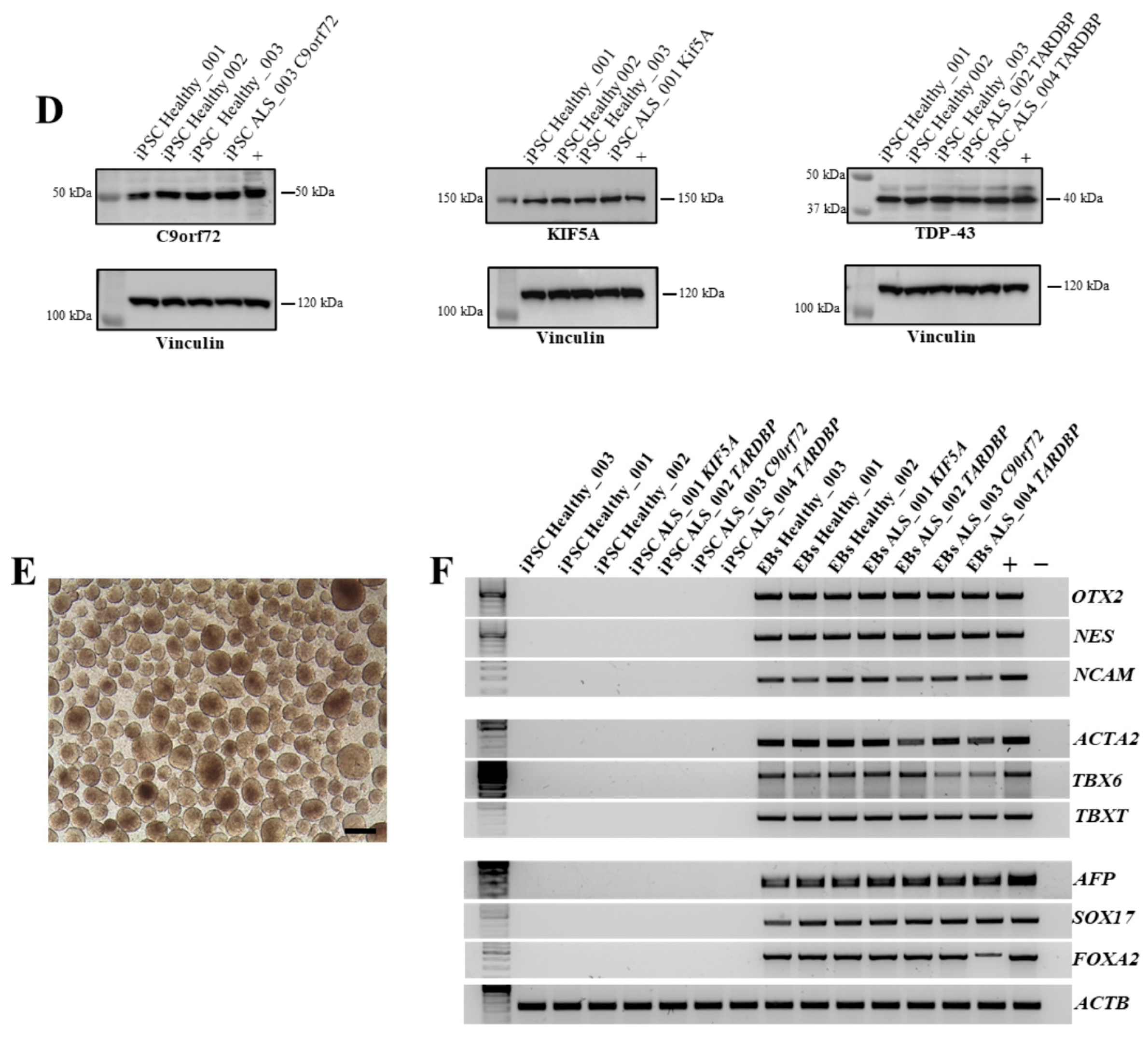 Cells 14 00958 g002b
