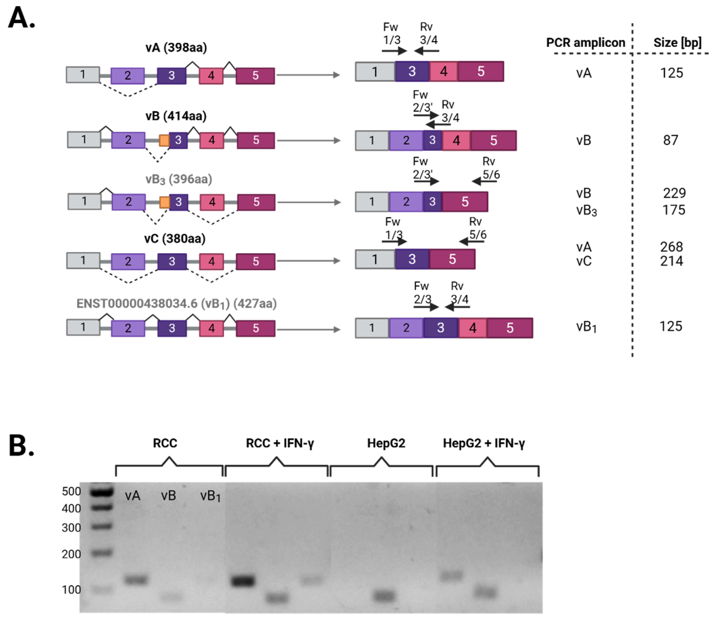 Cells 14 01011 g002a Cells 14 01011 g002a