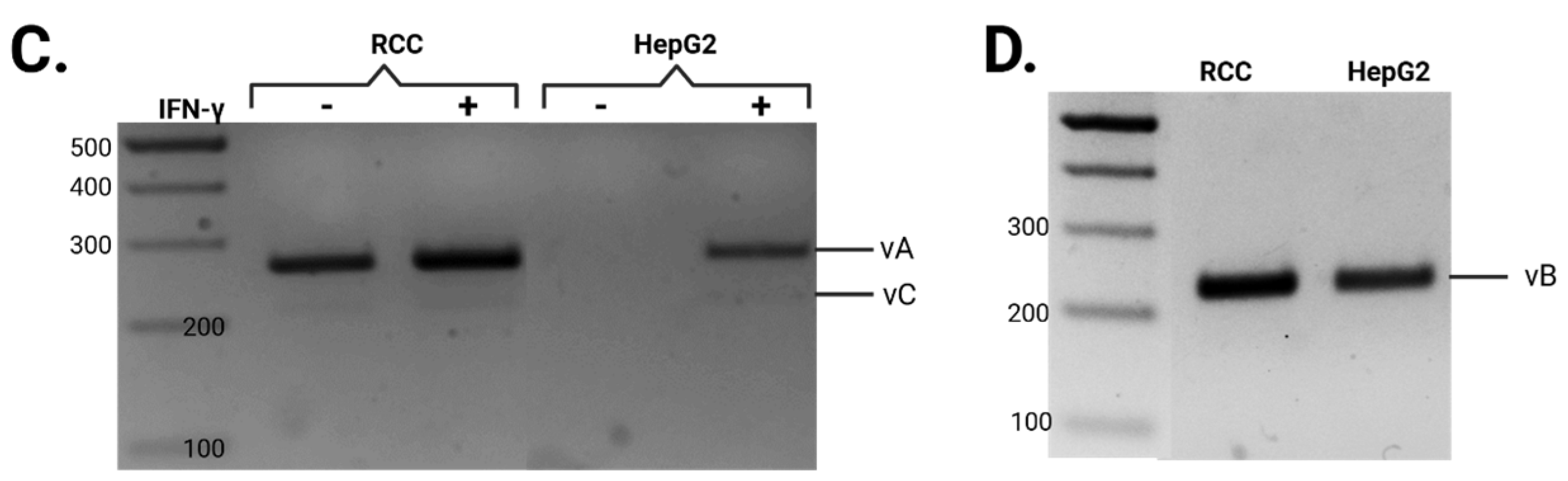 Cells 14 01011 g002b Cells 14 01011 g002b