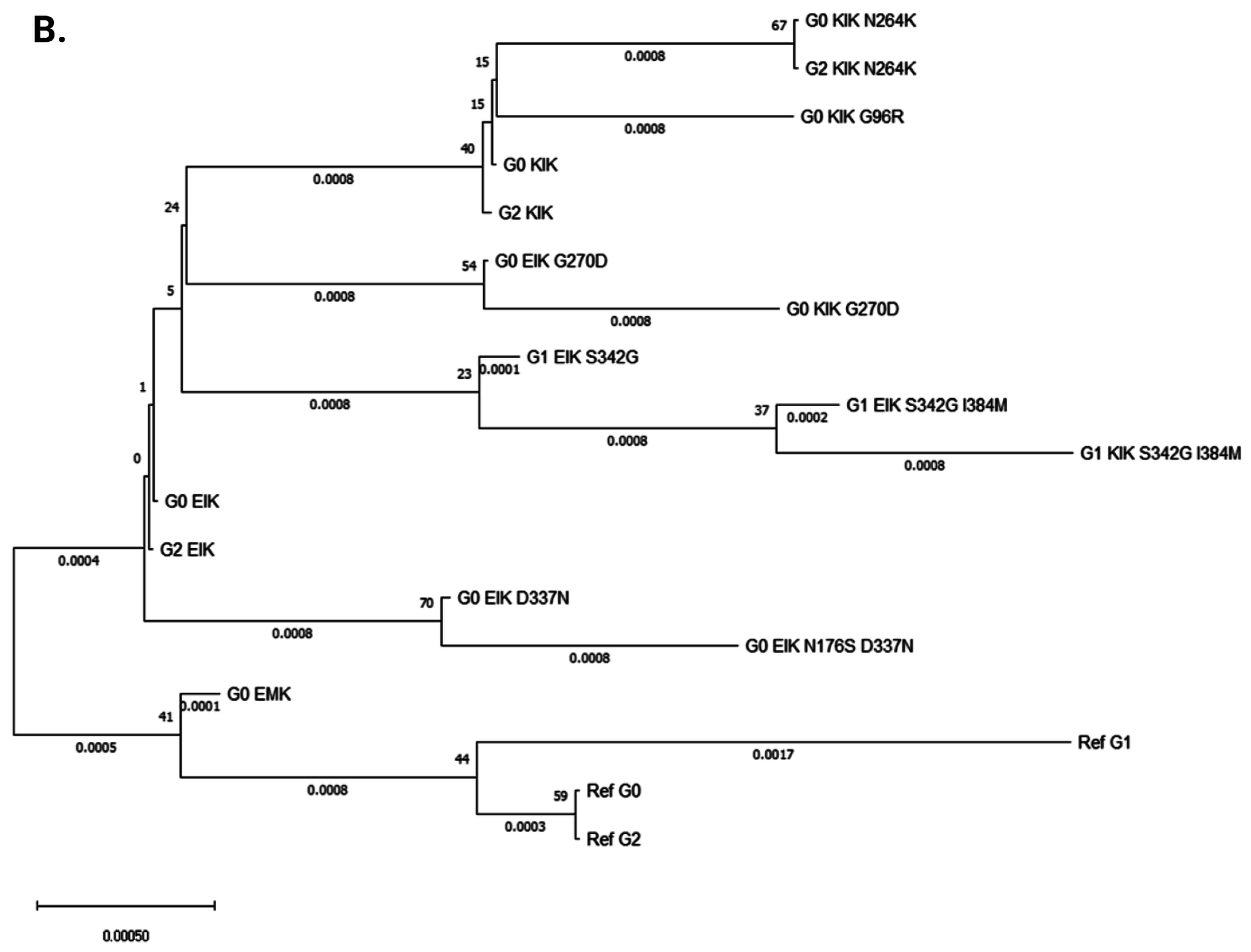 Cells 14 01011 g004b Cells 14 01011 g004b
