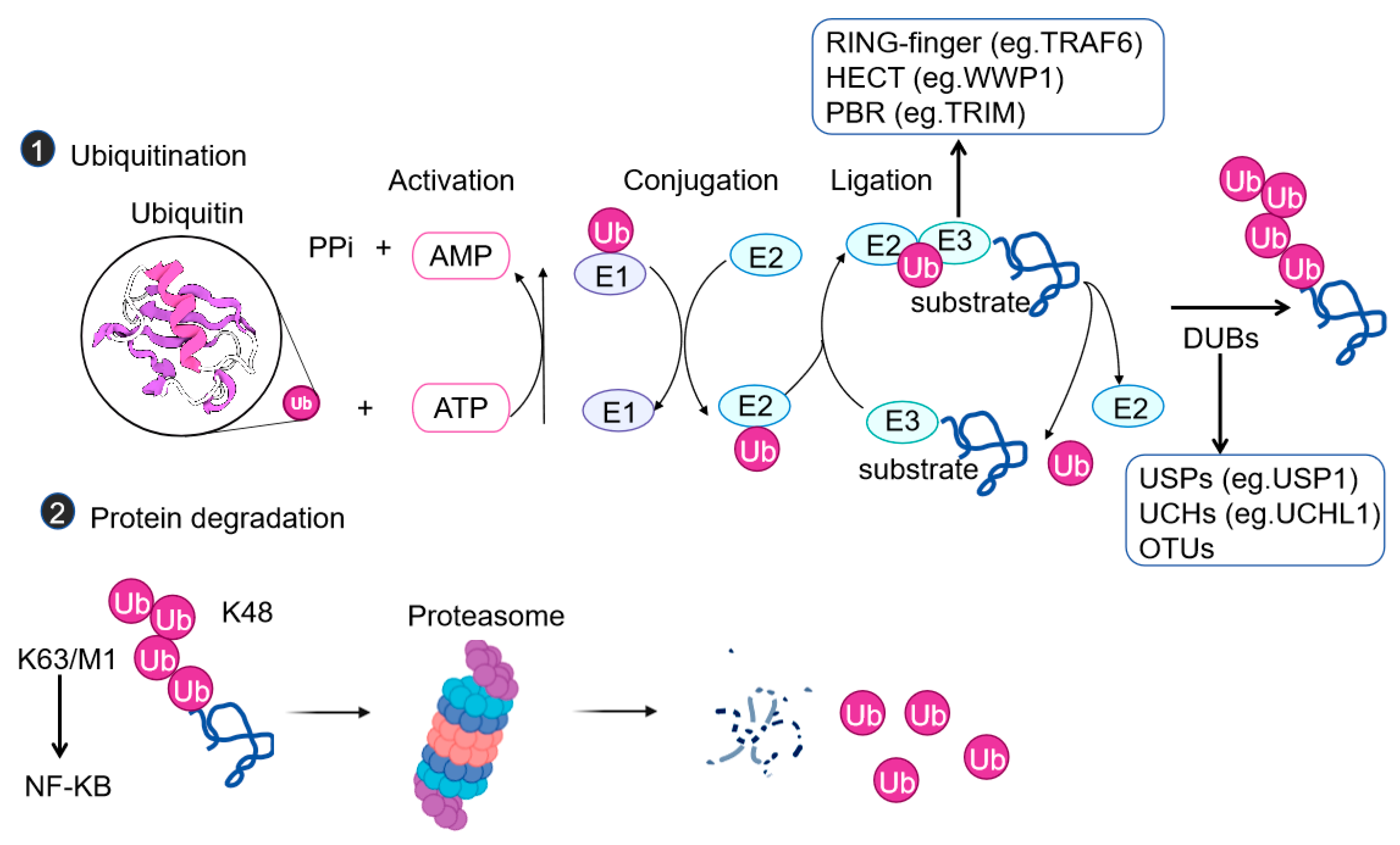 jun The Role of Protein Ubiquitination in the Onset and