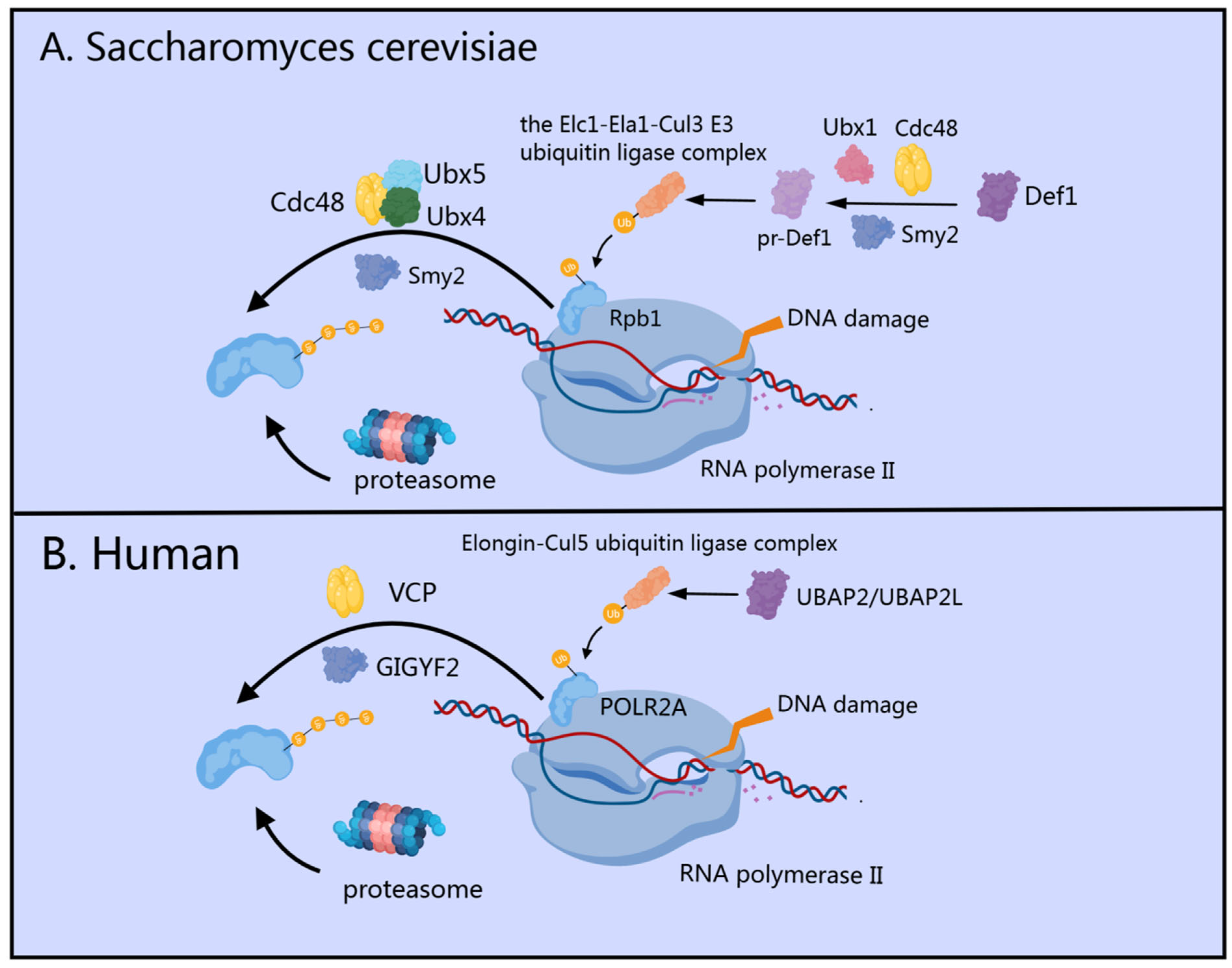 Cells 14 01032 g002 Cells 14 01032 g002