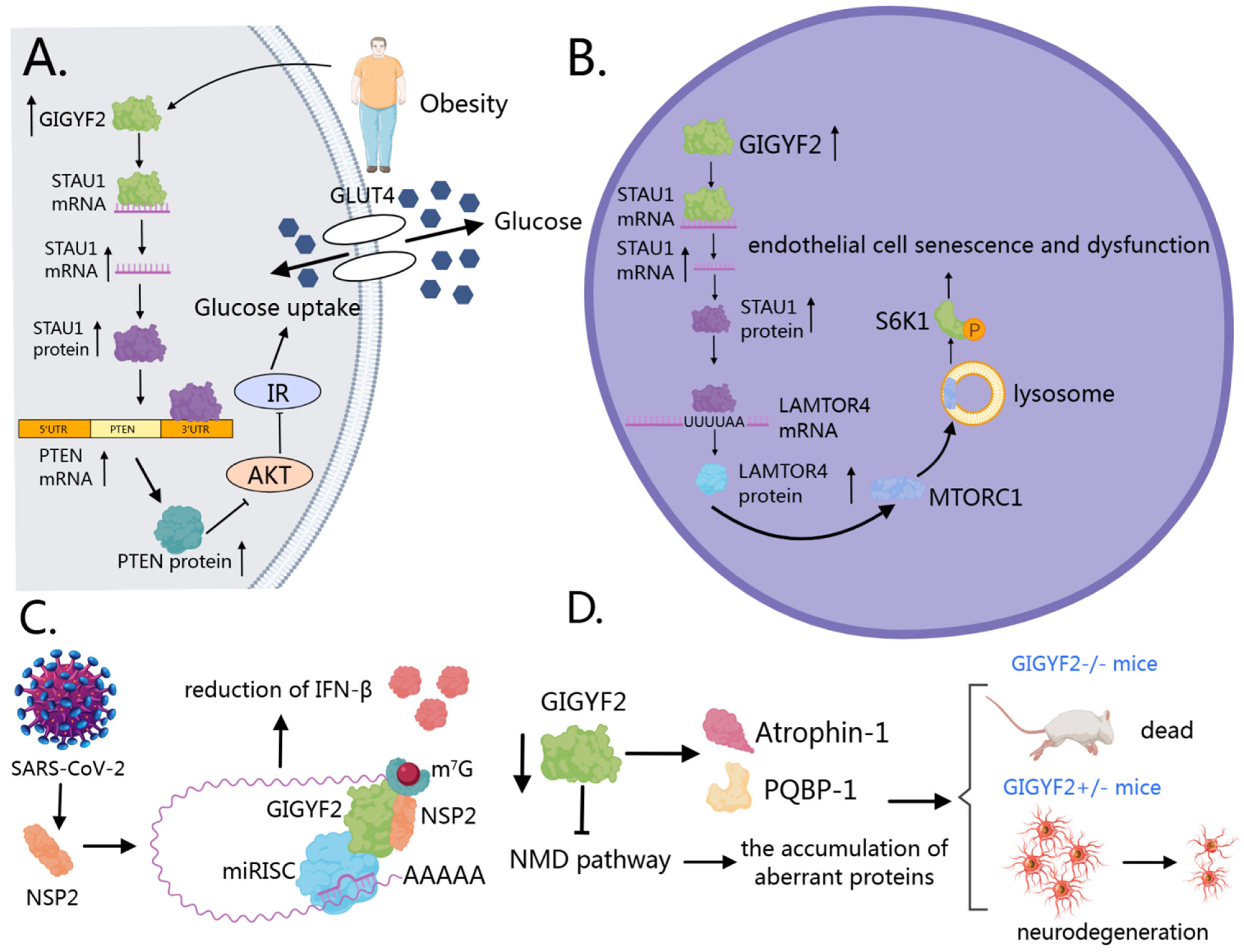 Cells 14 01032 g005 Cells 14 01032 g005