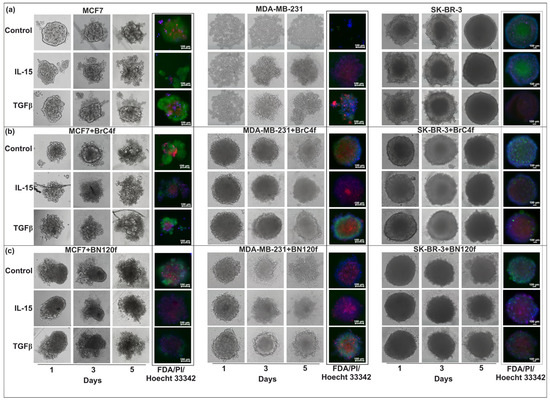 The Activity of Human NK Cells Towards 3D Heterotypic Cellular
