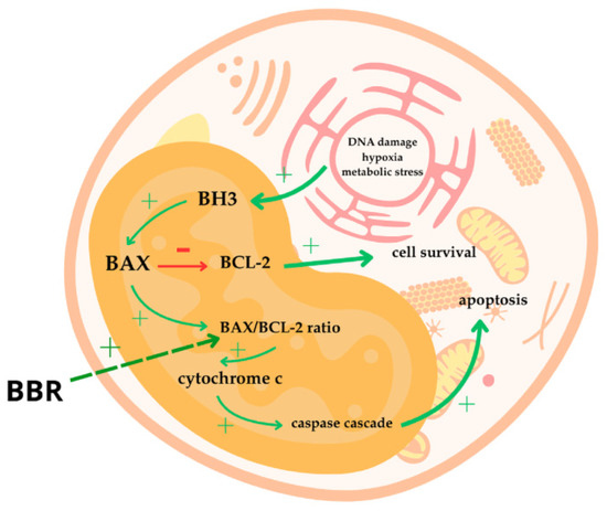 Ryu Targeting Skin Neoplasms: A Review of Berberine's Anticancer