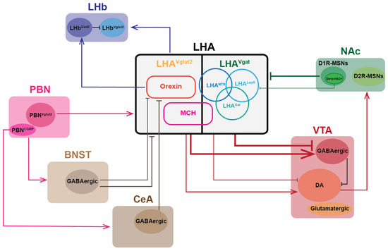 The Integrated Function of the Lateral Hypothalamus in Energy Homeostasis