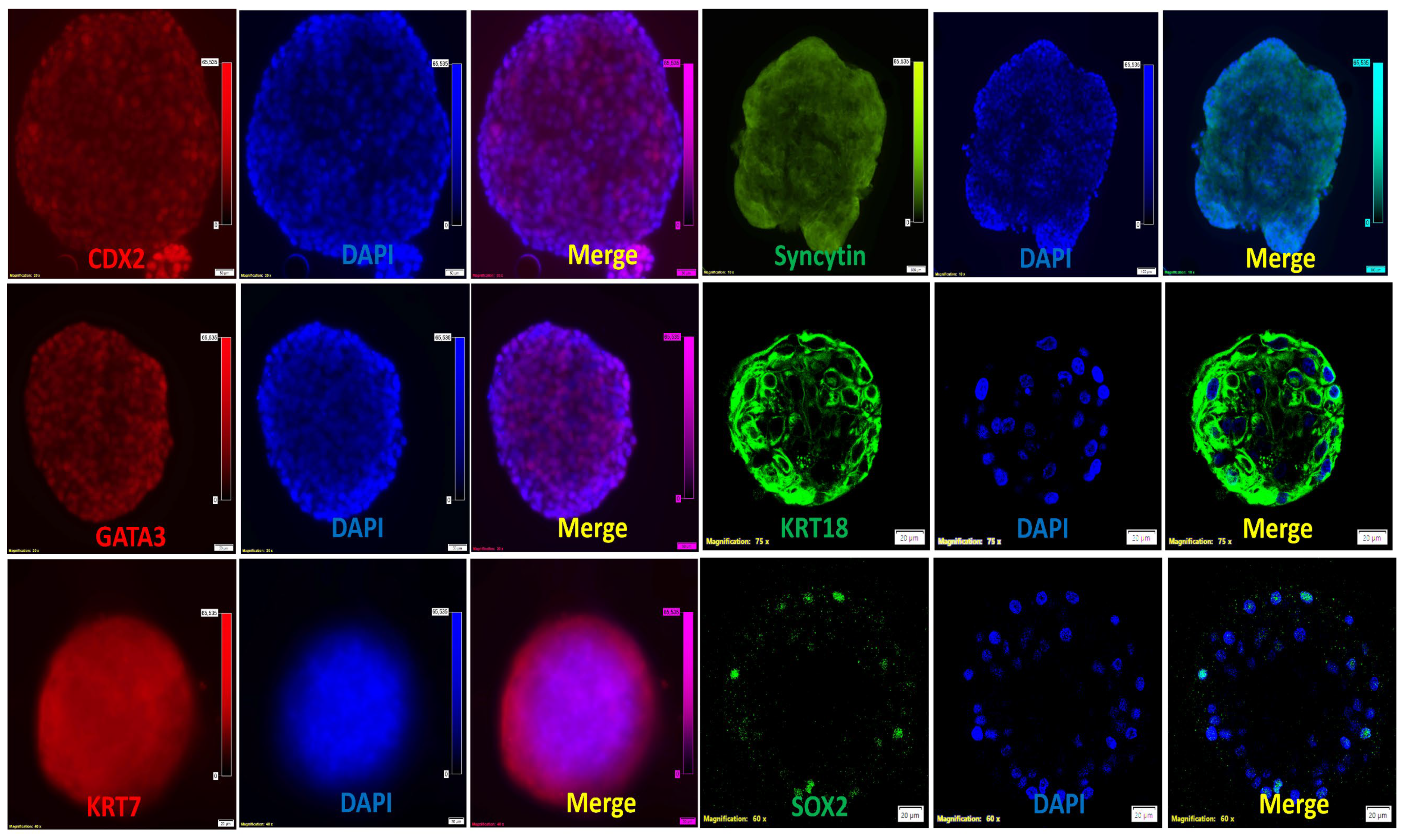 Cells 14 01051 g003