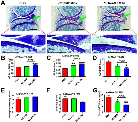 Assessment of Feasibility of the M2 Macrophage-Based Adoptive Gene ...