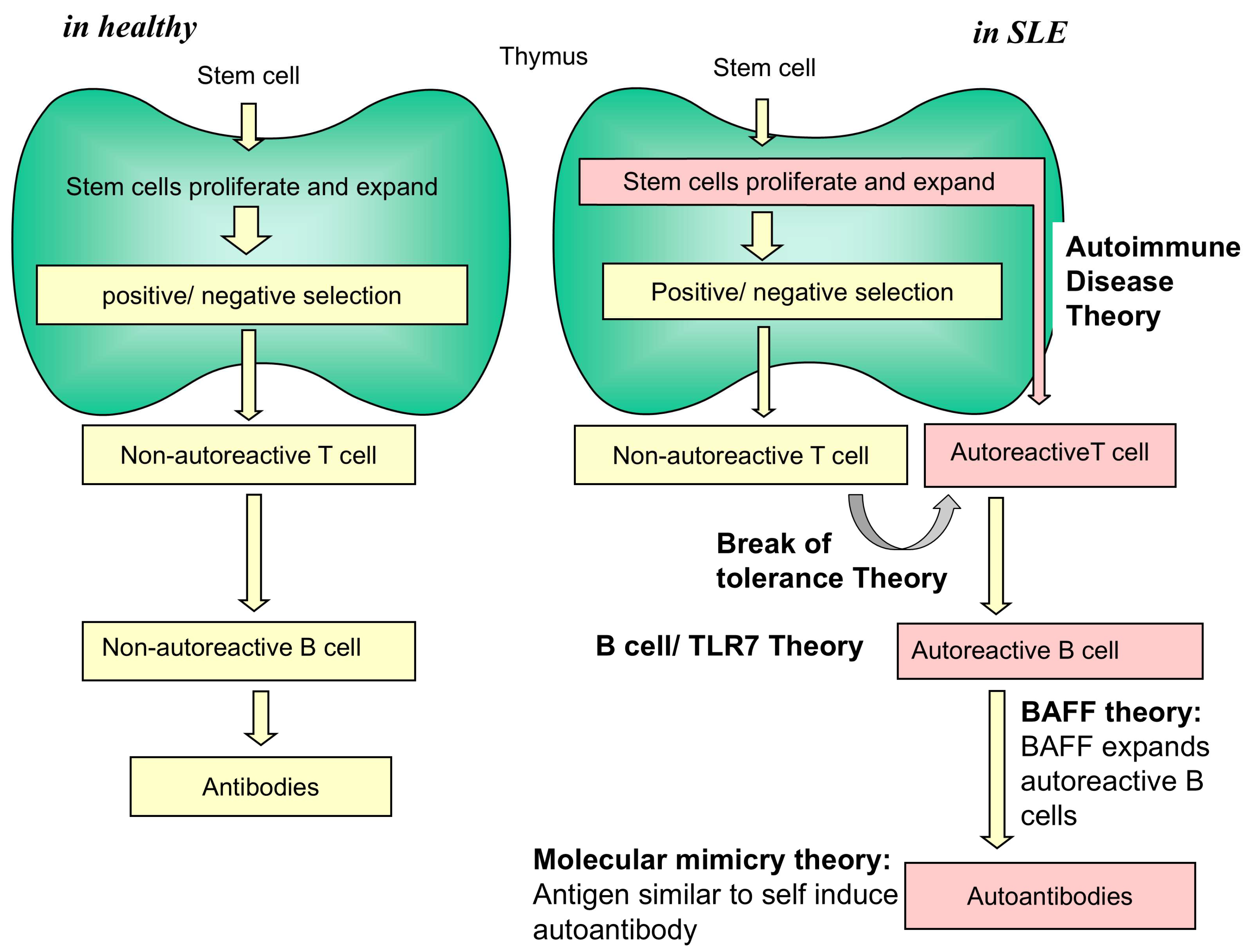 Pathogenesis of Autoimmunity/Systemic Lupus Erythematosus (SLE)