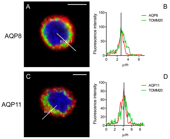 Sigma1 Receptor Modulates Plasma Membrane and Mitochondrial Sigma1 Receptor Modulates Plasma Membrane and Mitochondrial