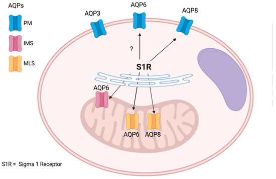 plasma＋ラジオ波 SSV_Works_Polaris_RZR_Pro_5-