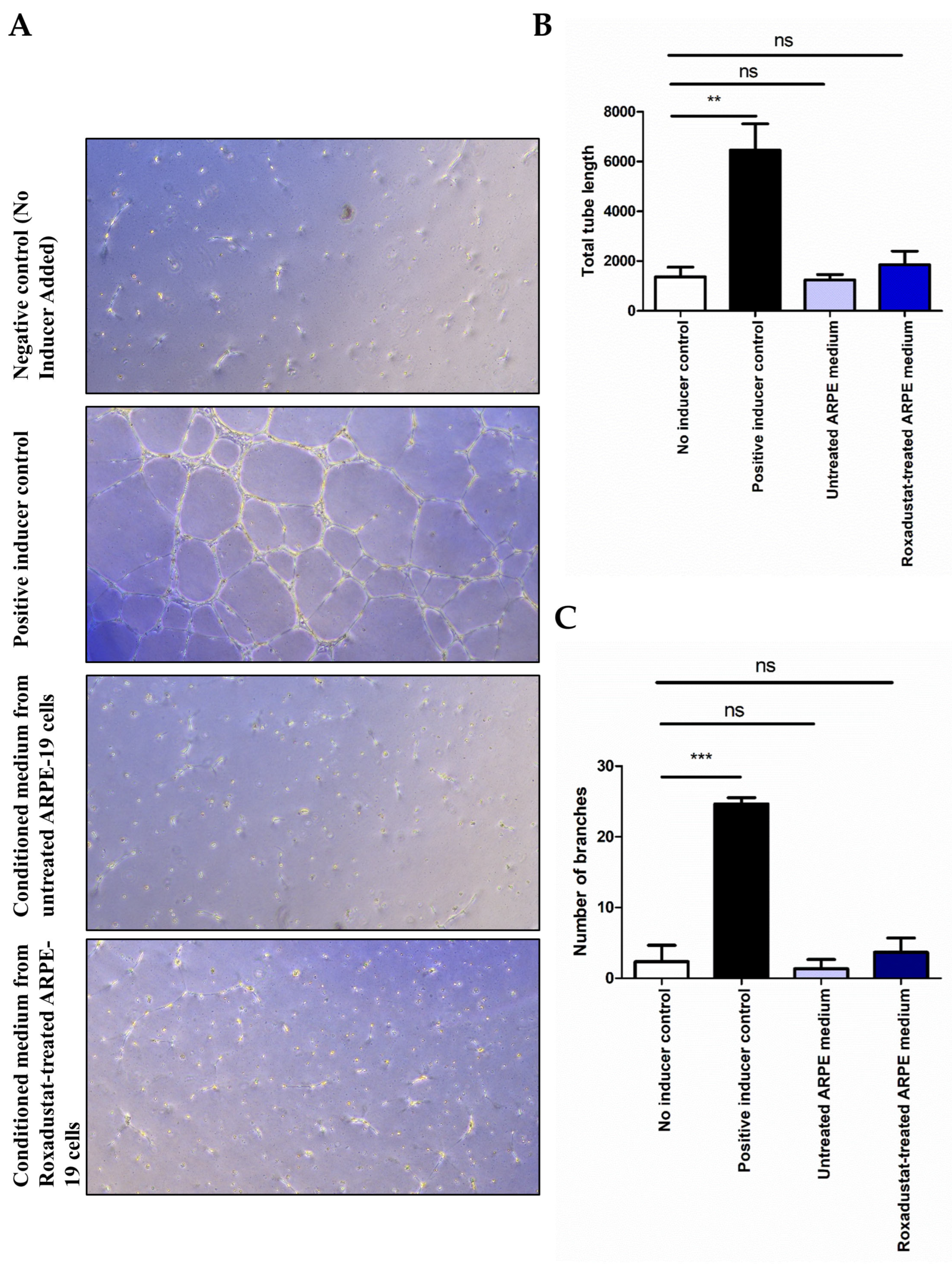 Cells 14 01121 g005