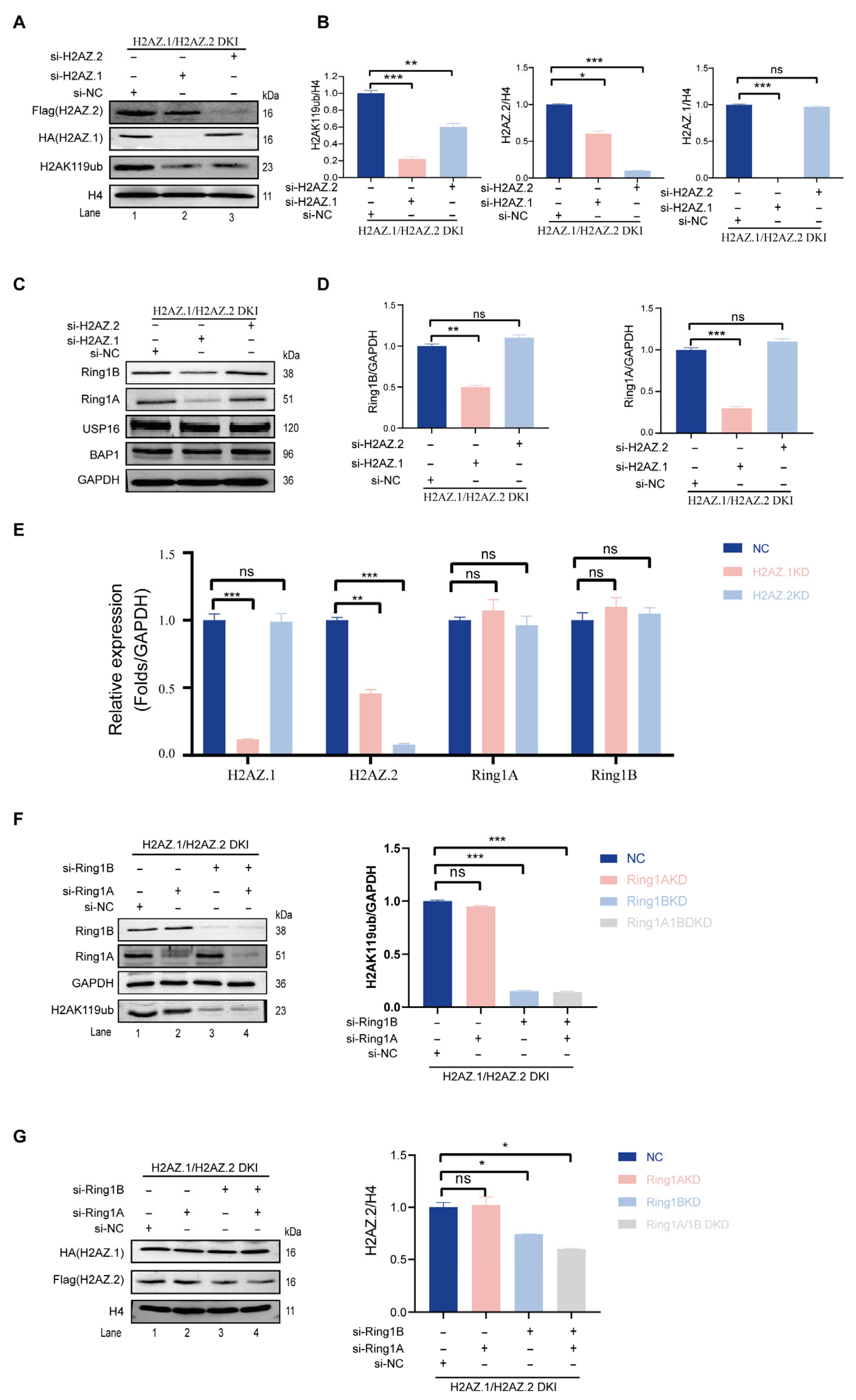 Cells 14 01133 g002 Cells 14 01133 g002