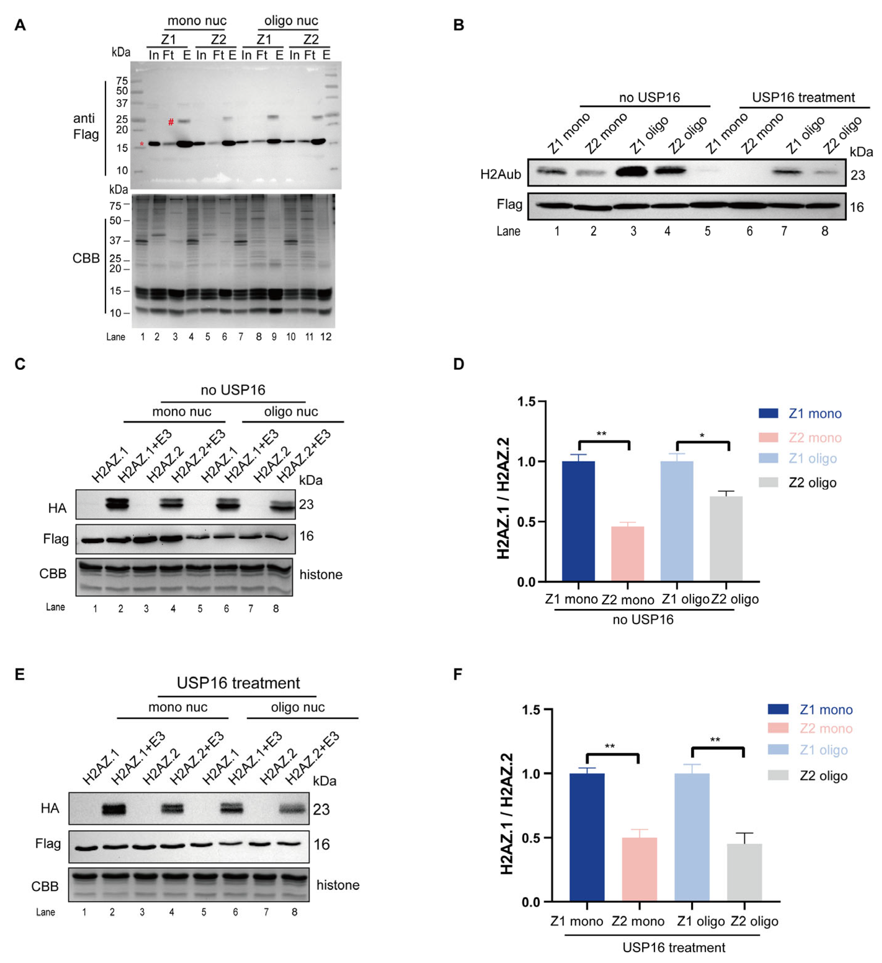 Cells 14 01133 g005 Cells 14 01133 g005