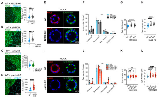 Nonmuscle Myosin-2B Regulates Apical Cortical Mechanics, ZO