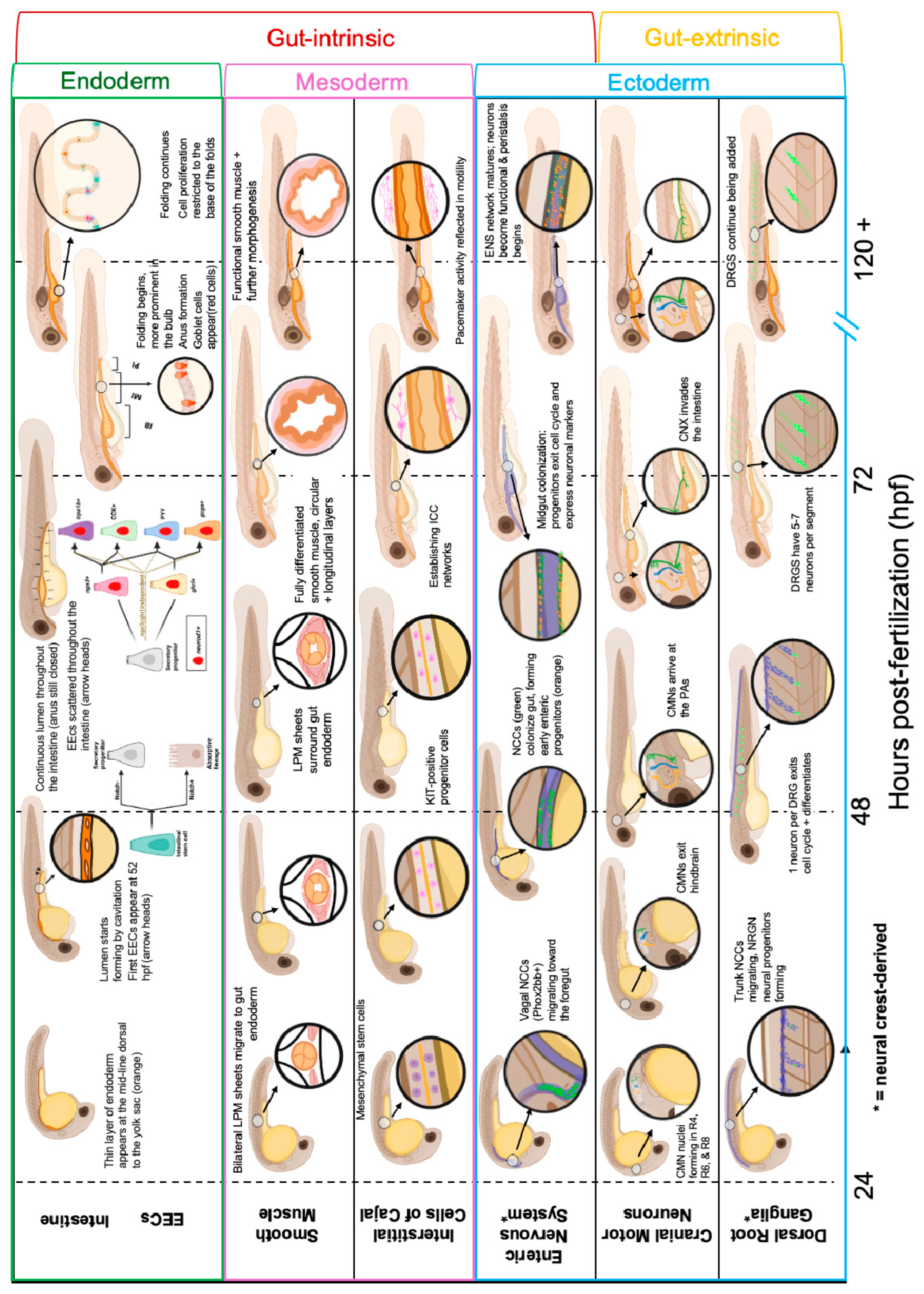 Cells 14 01170 g001 Cells 14 01170 g001