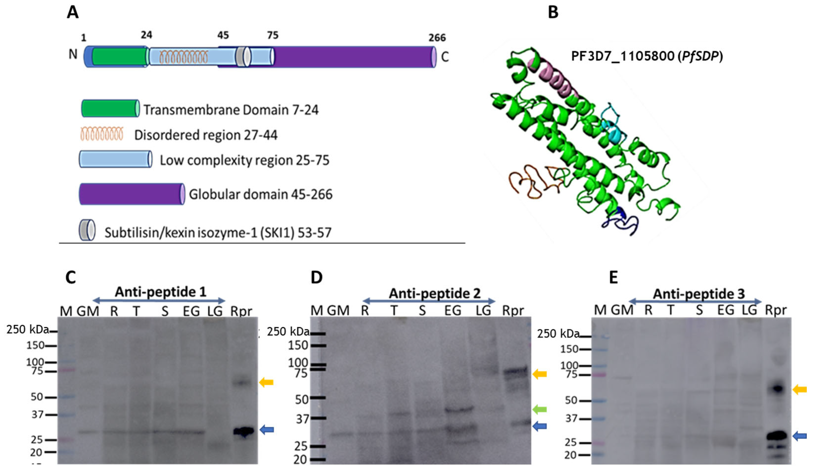 Cells 14 01184 g003 Cells 14 01184 g003