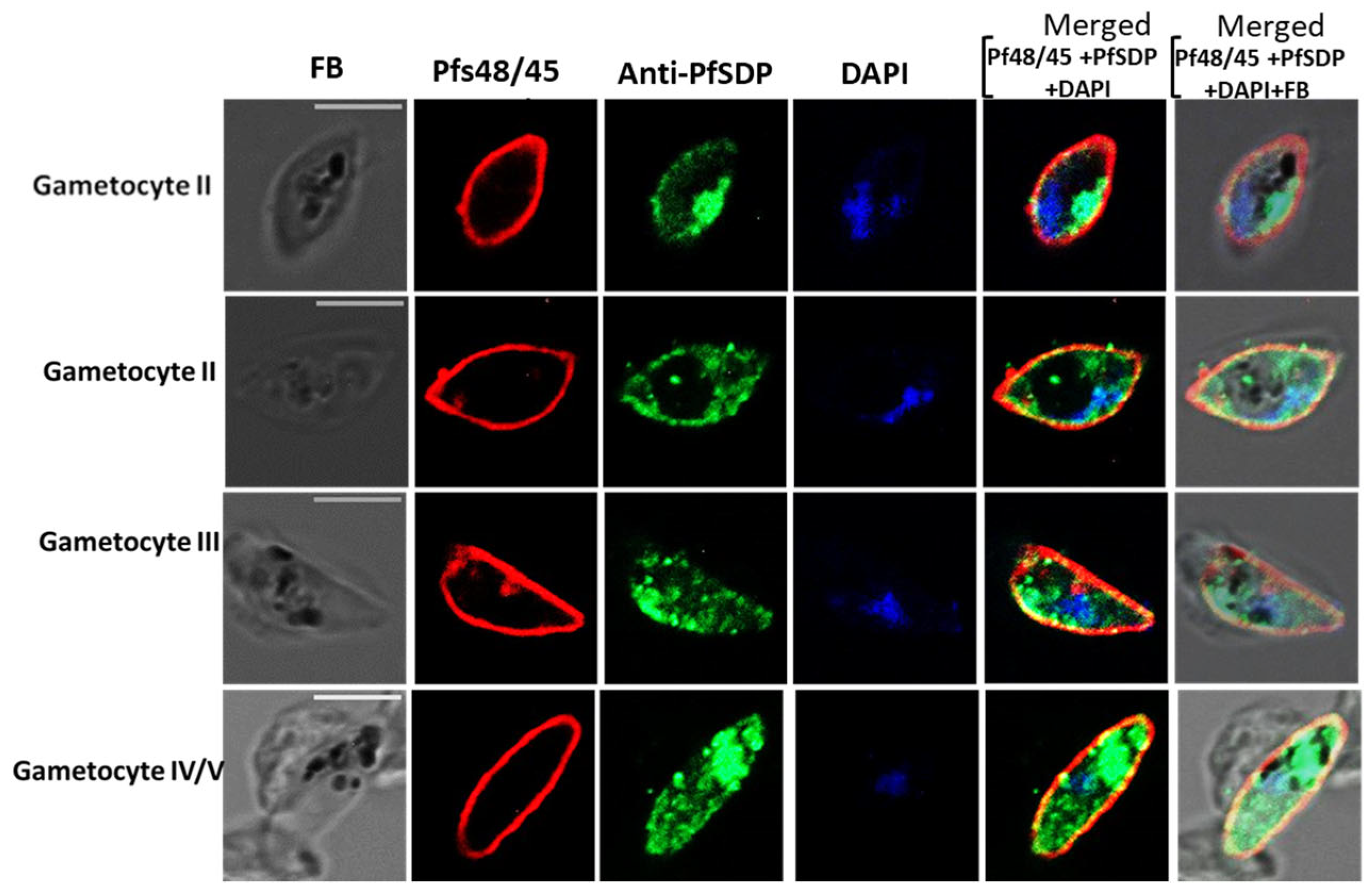 Cells 14 01184 g005 Cells 14 01184 g005