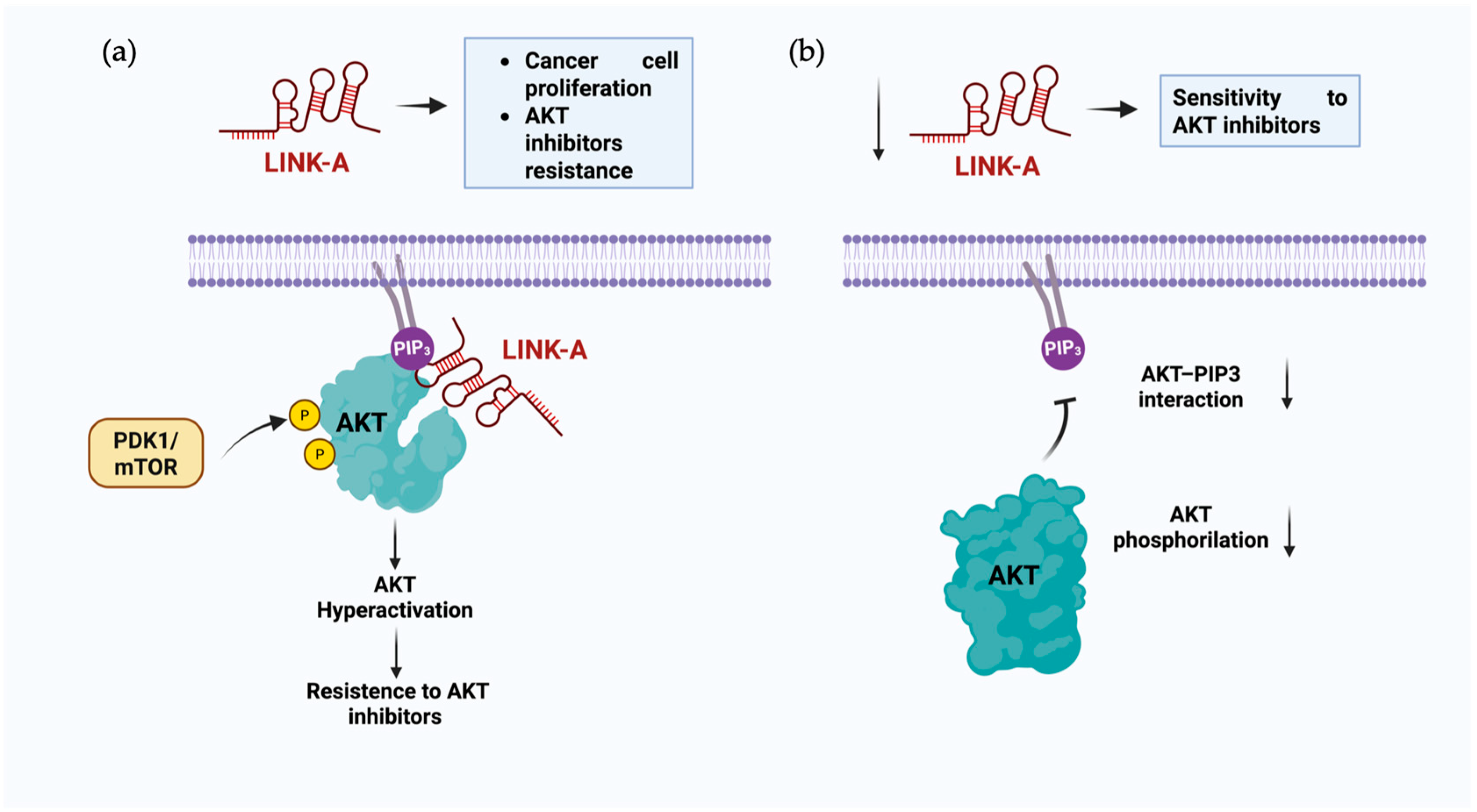 Cells 14 01193 g002 Cells 14 01193 g002